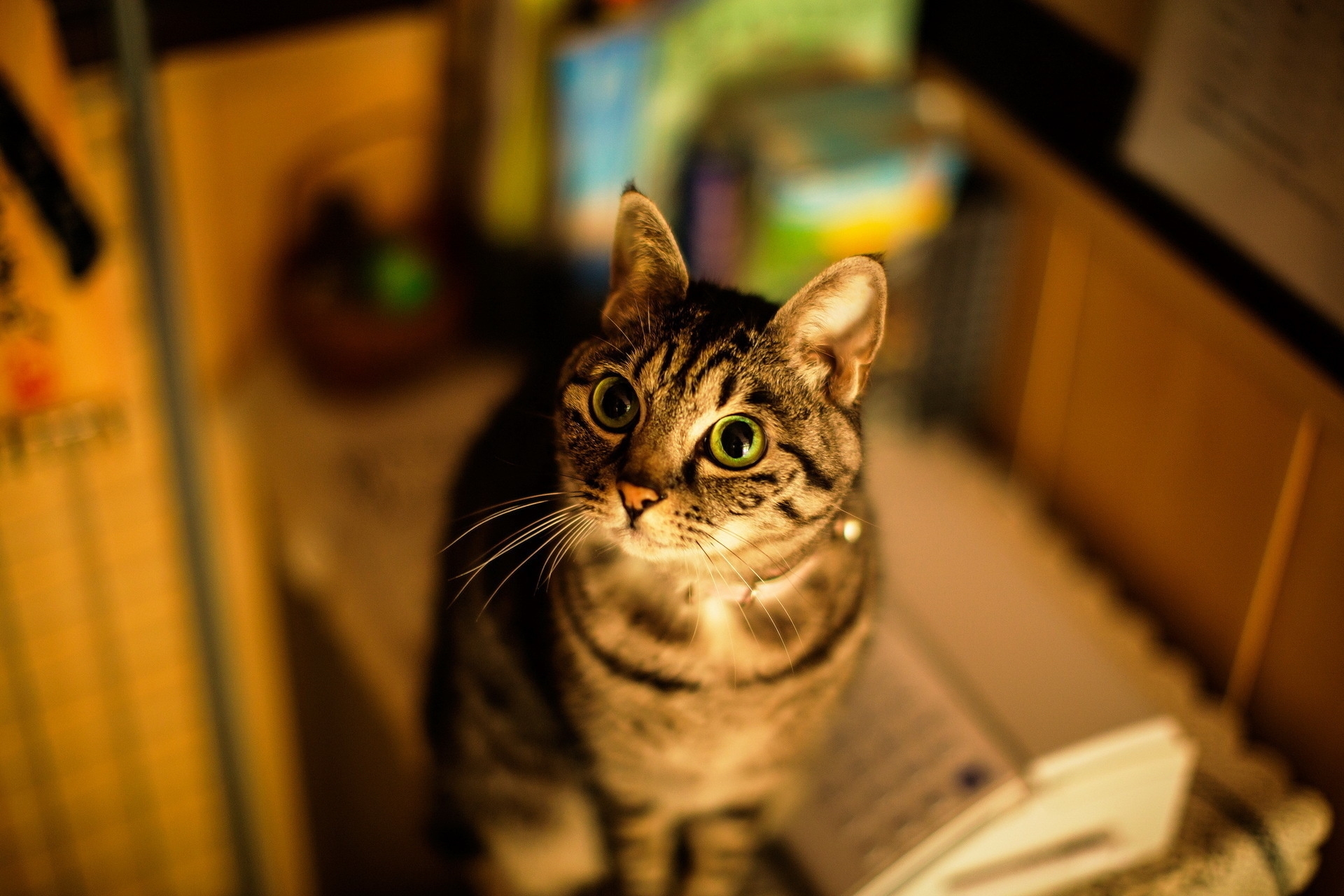 Download mobile wallpaper Sight, Cat, Smooth, Striped, Opinion, Animals, Eyes, Blur for free.