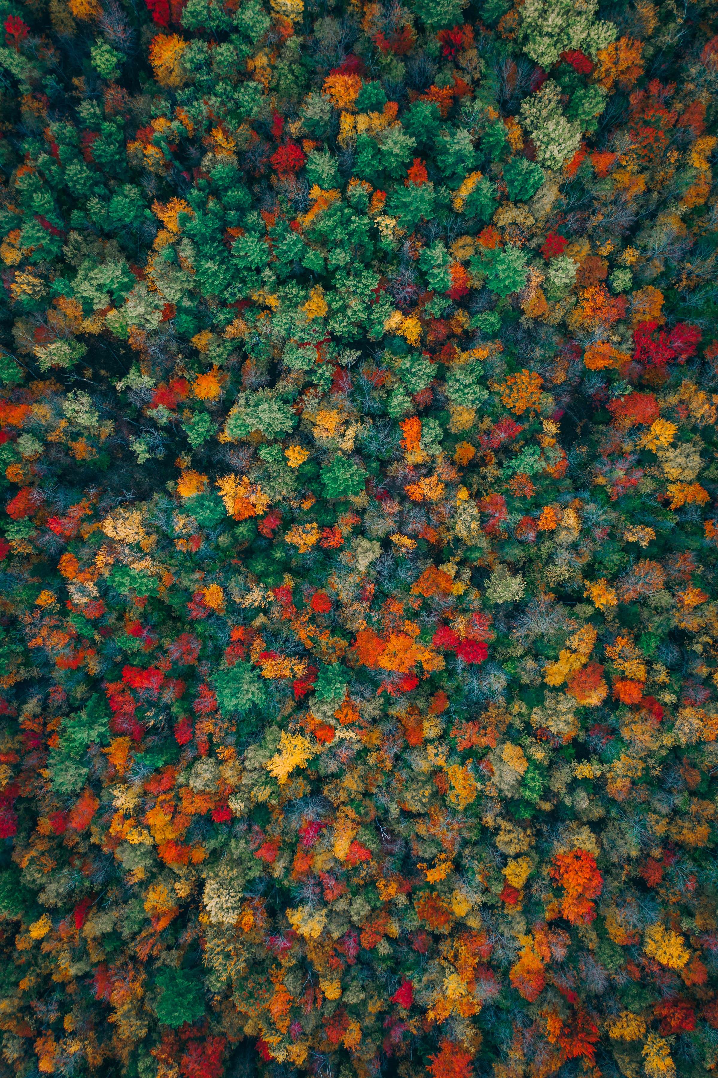multicolored, motley, view from above, autumn, forest, nature, trees HD wallpaper
