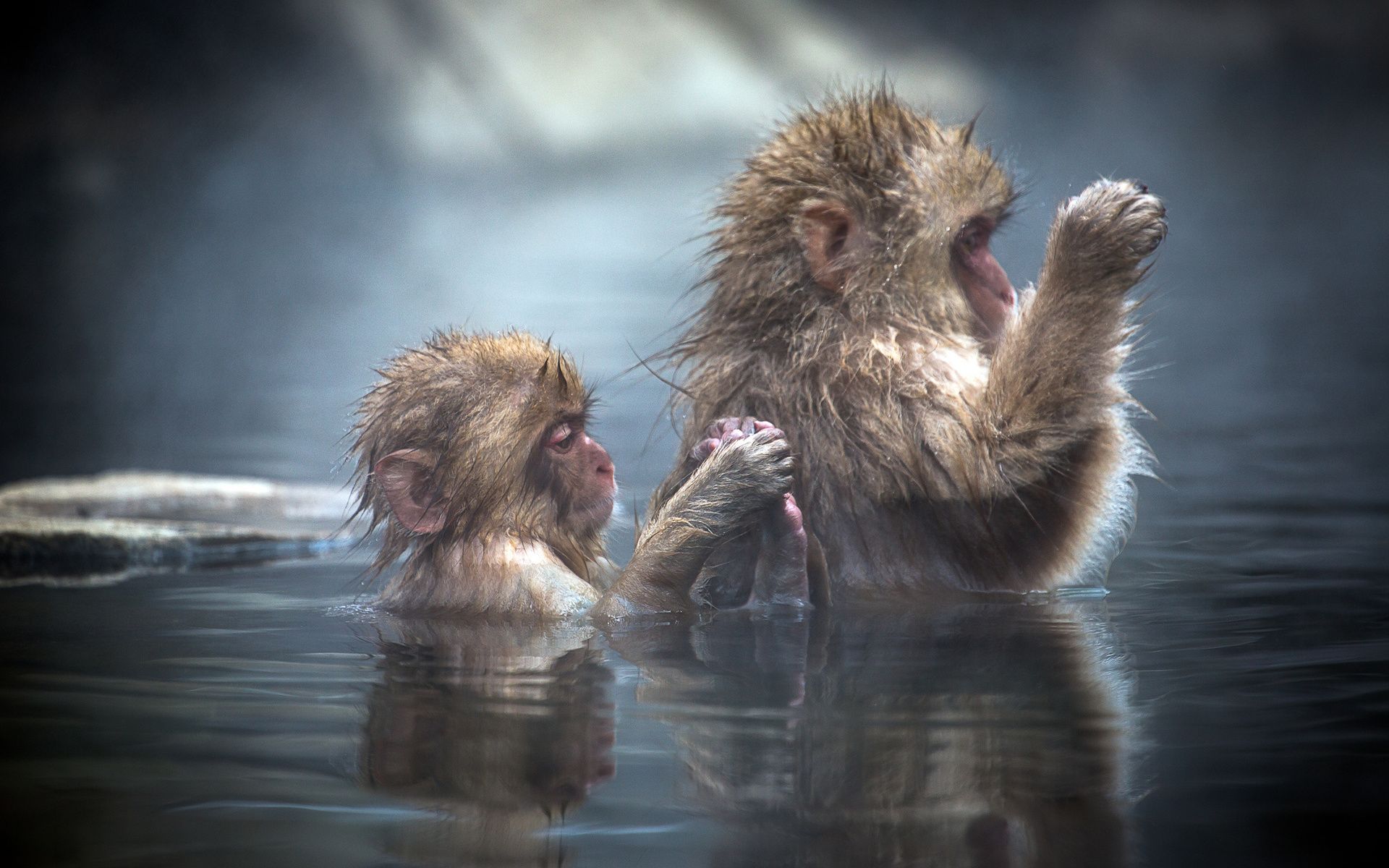 296147 télécharger le fond d'écran animaux, macaque japonais, singes - économiseurs d'écran et images gratuitement