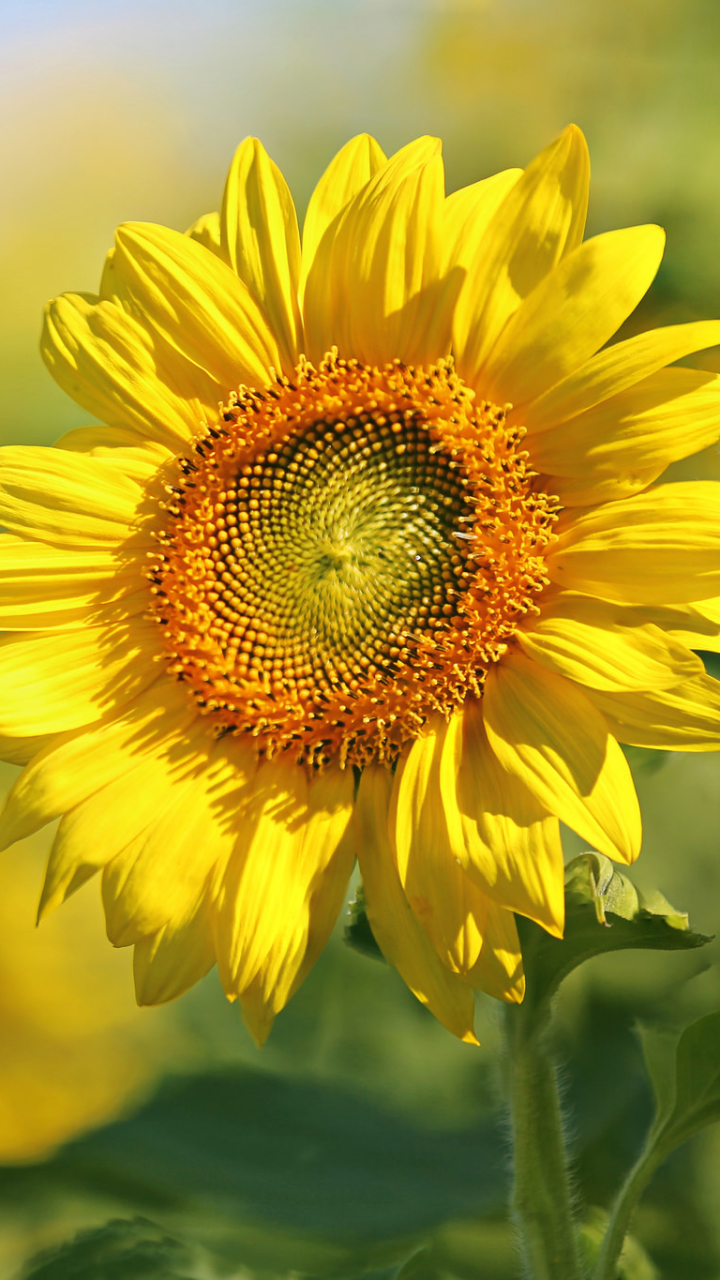 Download mobile wallpaper Nature, Flowers, Summer, Earth, Sunflower, Yellow Flower for free.