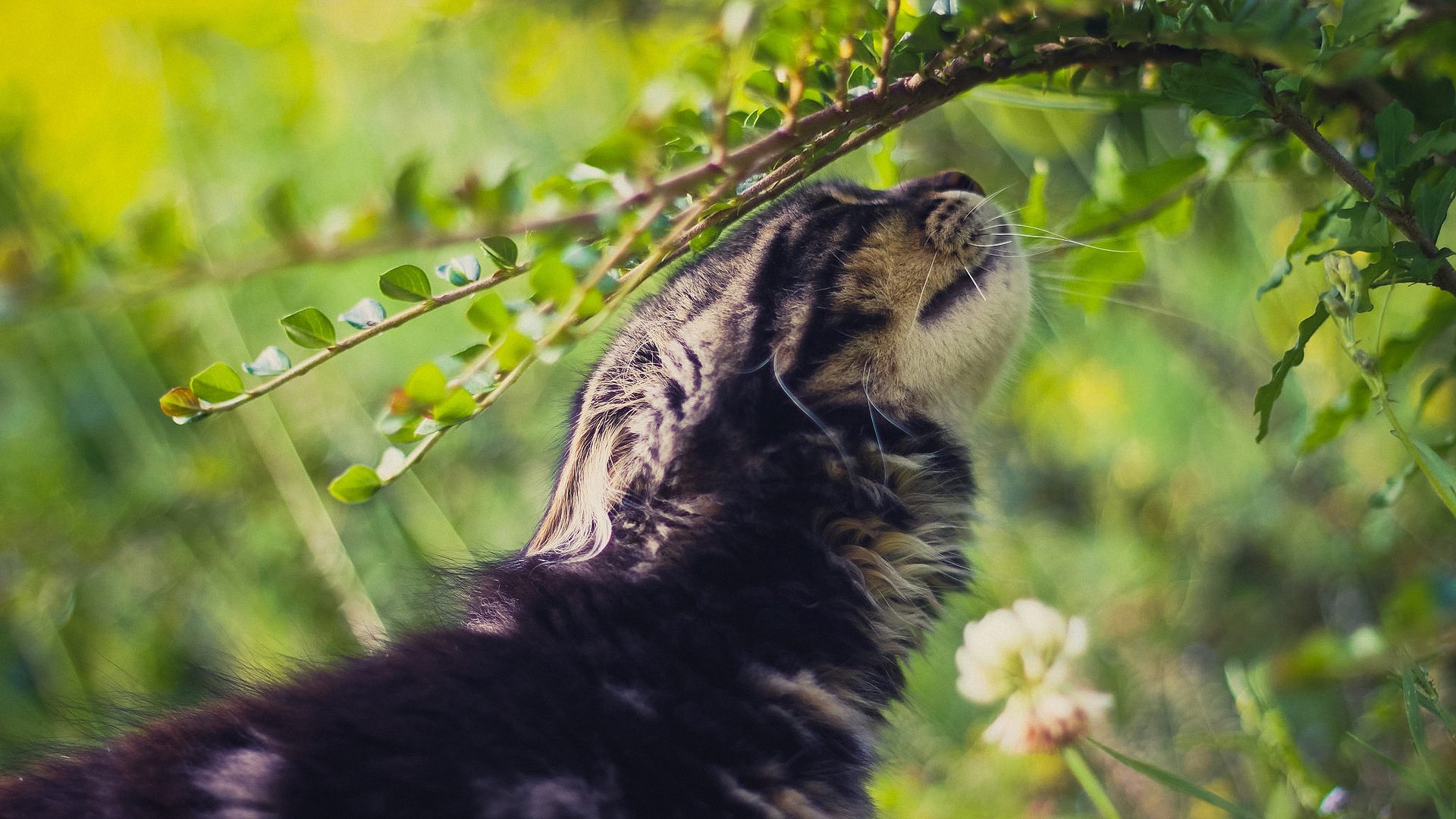 Handy-Wallpaper Tiere, Katzen, Katze kostenlos herunterladen.