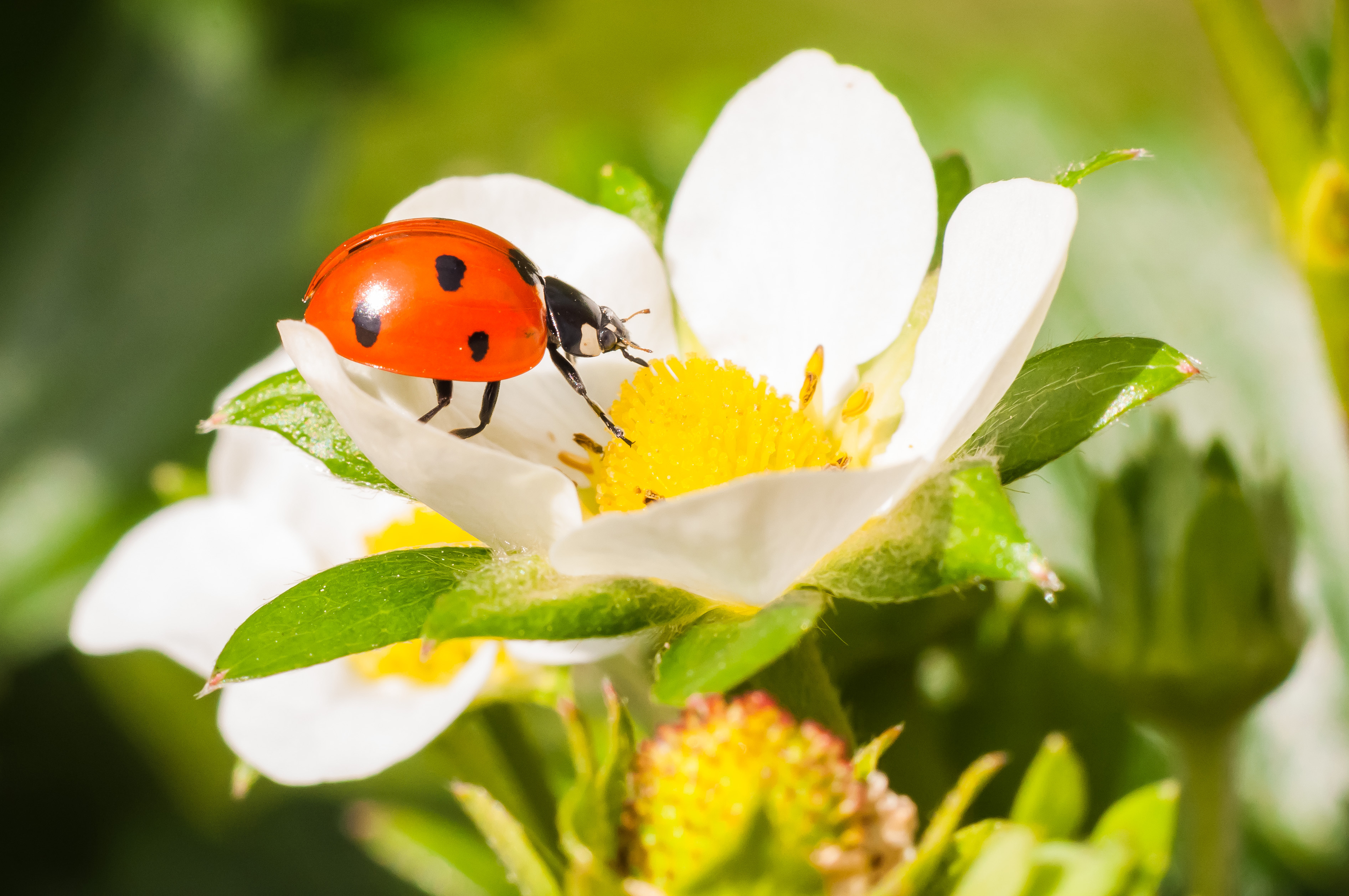 PCデスクトップに動物, てんとう虫, 花, 閉じる, 白い花, 虫画像を無料でダウンロード