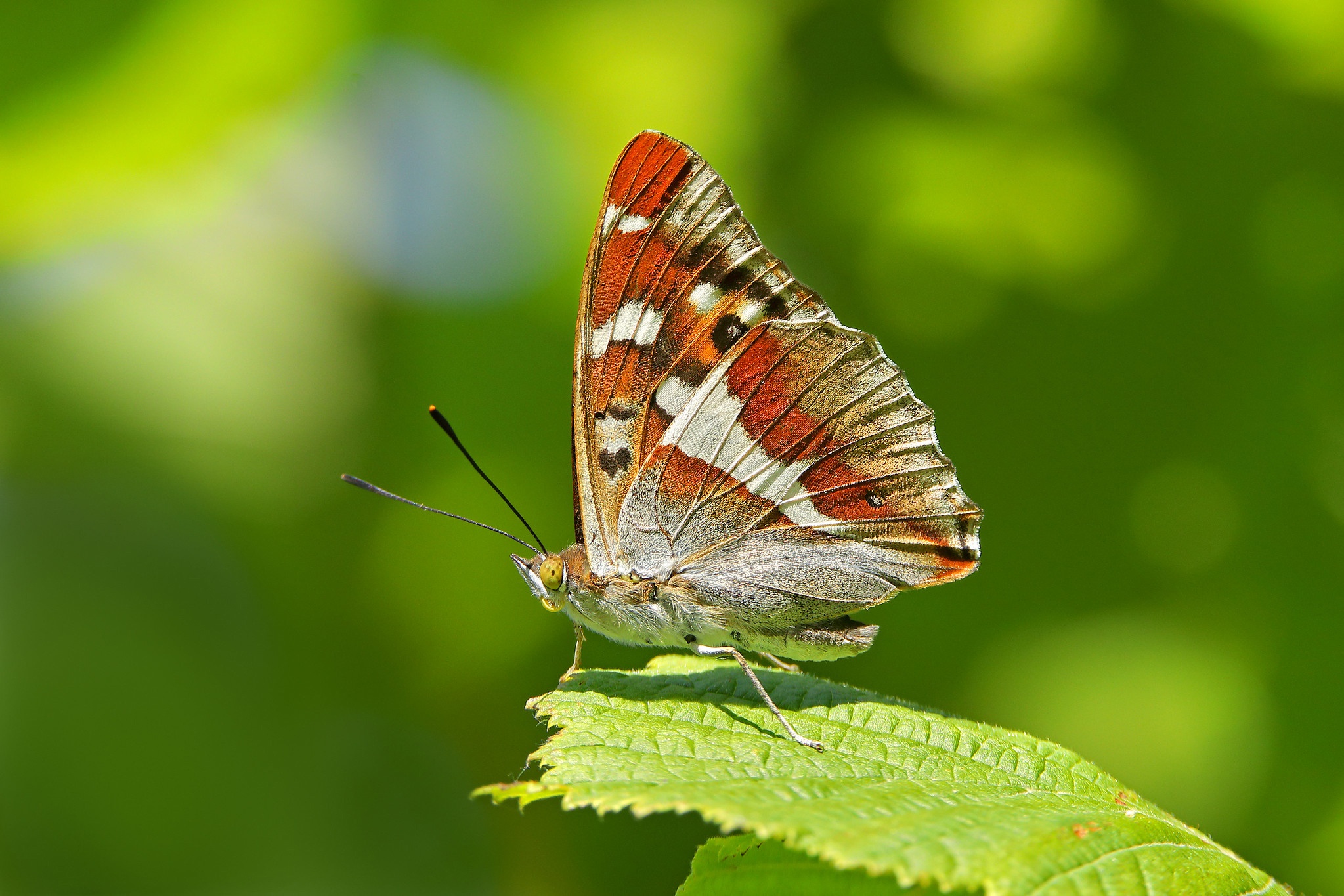 Free download wallpaper Macro, Insect, Butterfly, Animal on your PC desktop