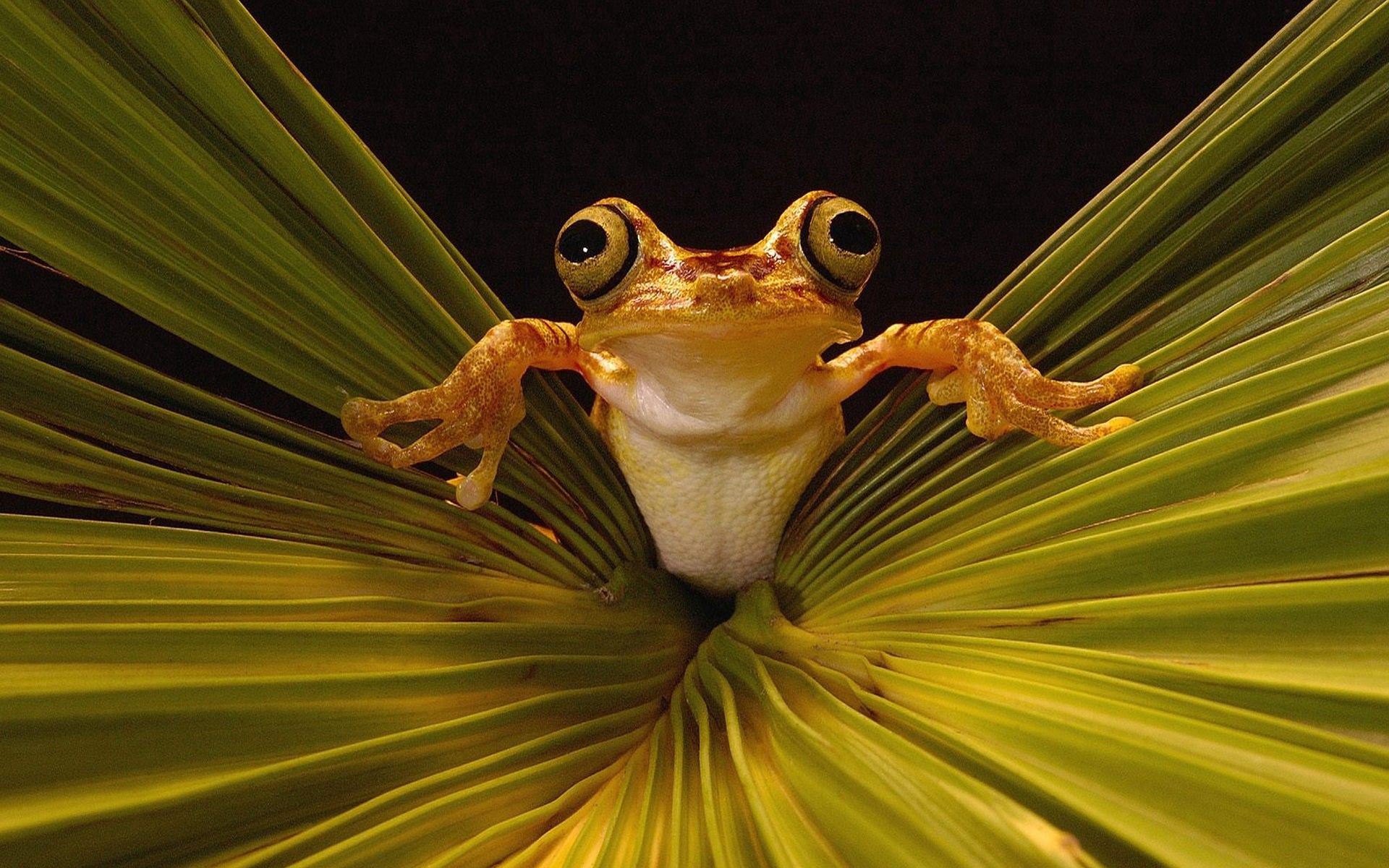 PCデスクトップに動物, 草, 目, 蛙, カエル画像を無料でダウンロード