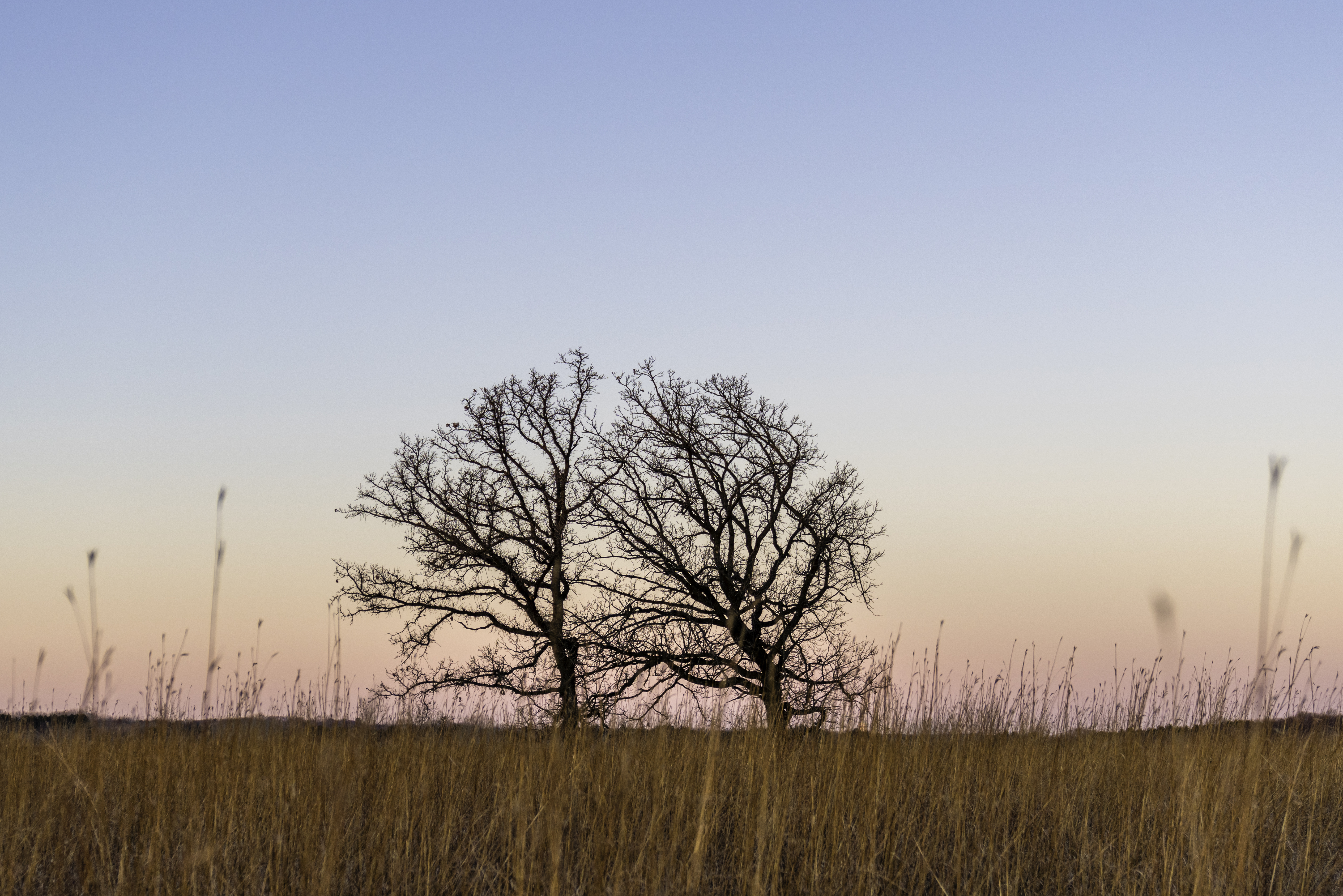 Free download wallpaper Trees, Grass, Nature, Field on your PC desktop