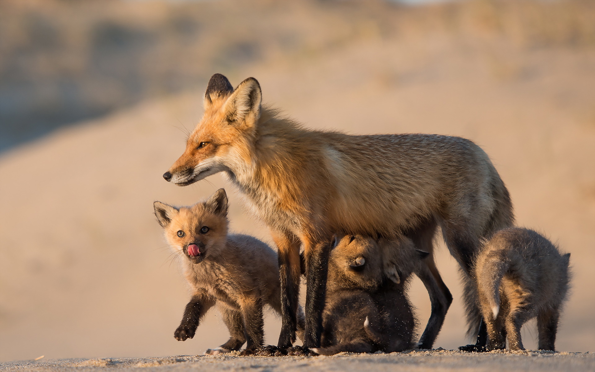 無料モバイル壁紙動物, ぼかし, 狐, 荒野, 赤ちゃん動物をダウンロードします。