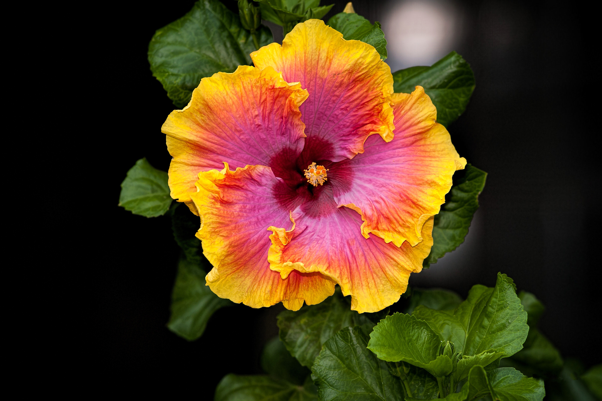 Free download wallpaper Flowers, Flower, Close Up, Earth, Hibiscus on your PC desktop