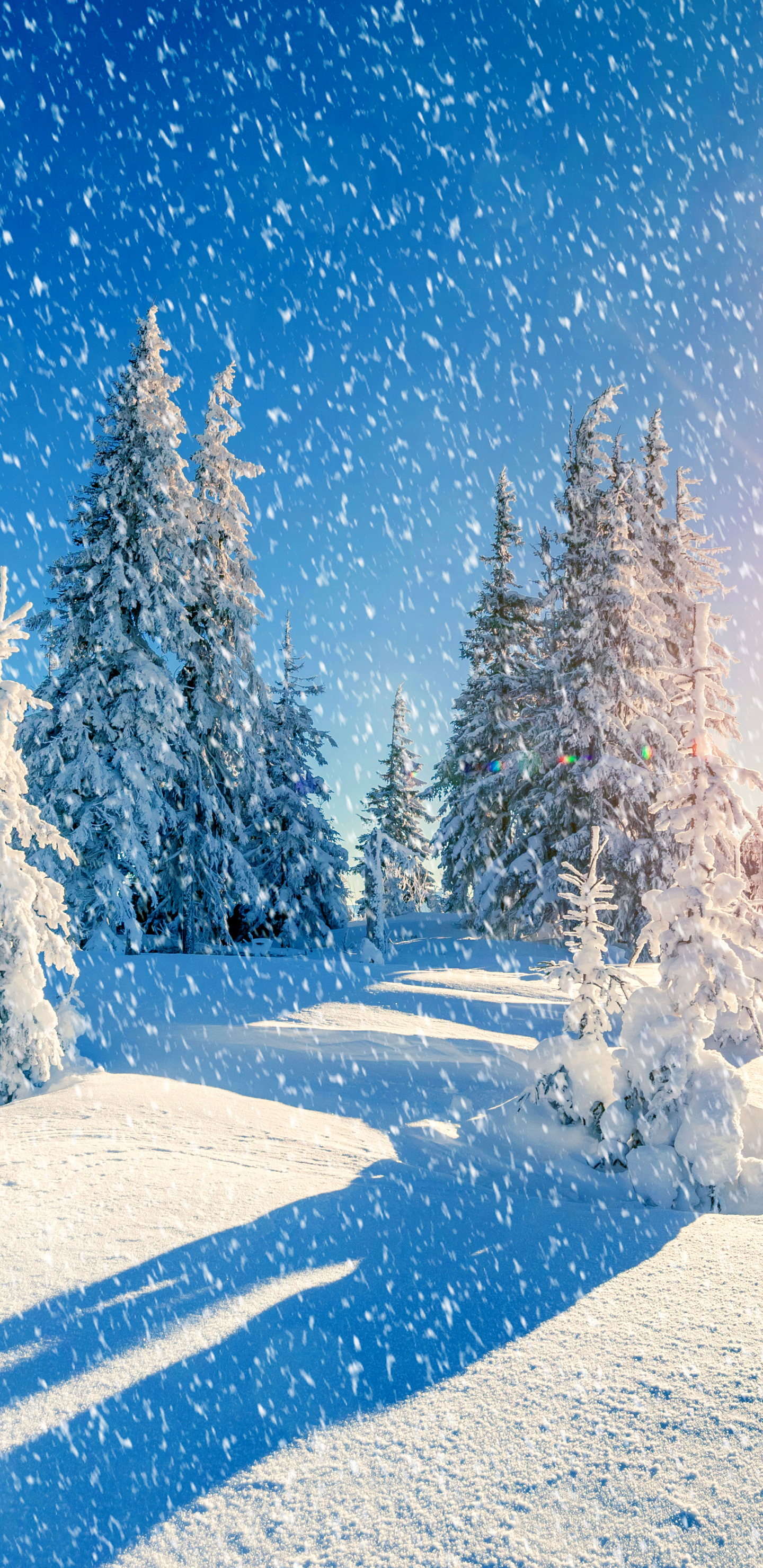 Скачать картинку Зима, Природа, Солнце, Снег, Дерево, Белый, Снегопад, Земля/природа в телефон бесплатно.