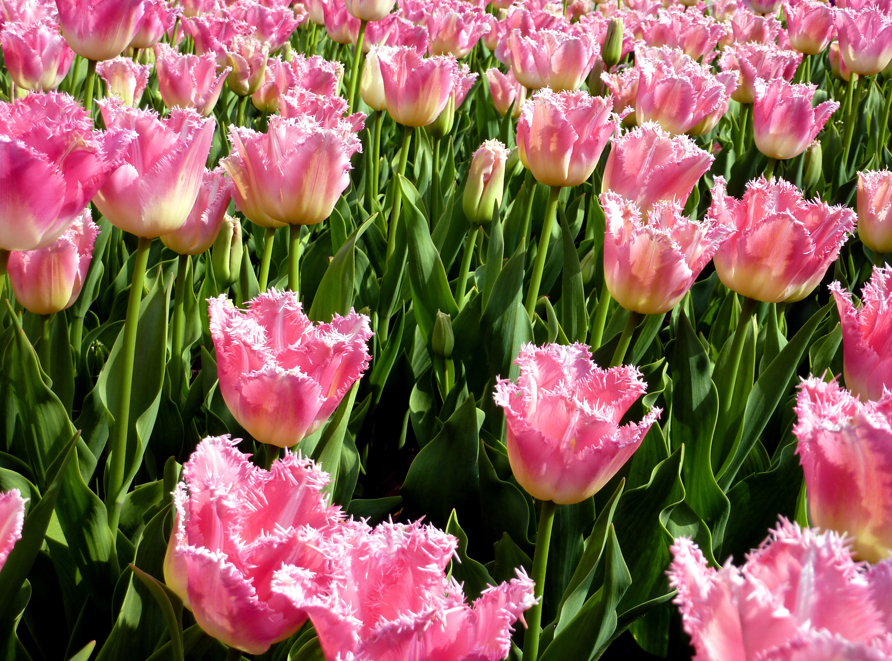Download mobile wallpaper Flowers, Flower, Earth, Field, Tulip, Pink Flower for free.