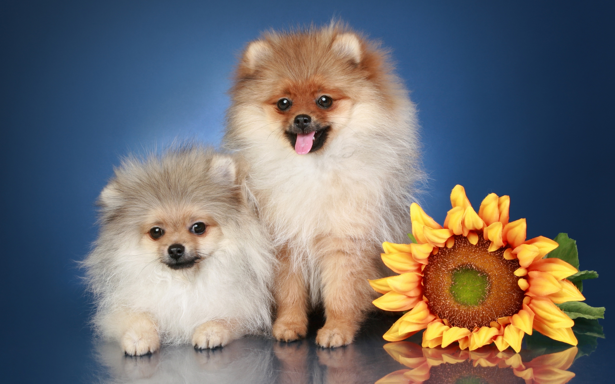 169625 завантажити шпалери собаки, тварина, померанський шпіц, пес, квітка, щеня, соняшник - заставки і картинки безкоштовно