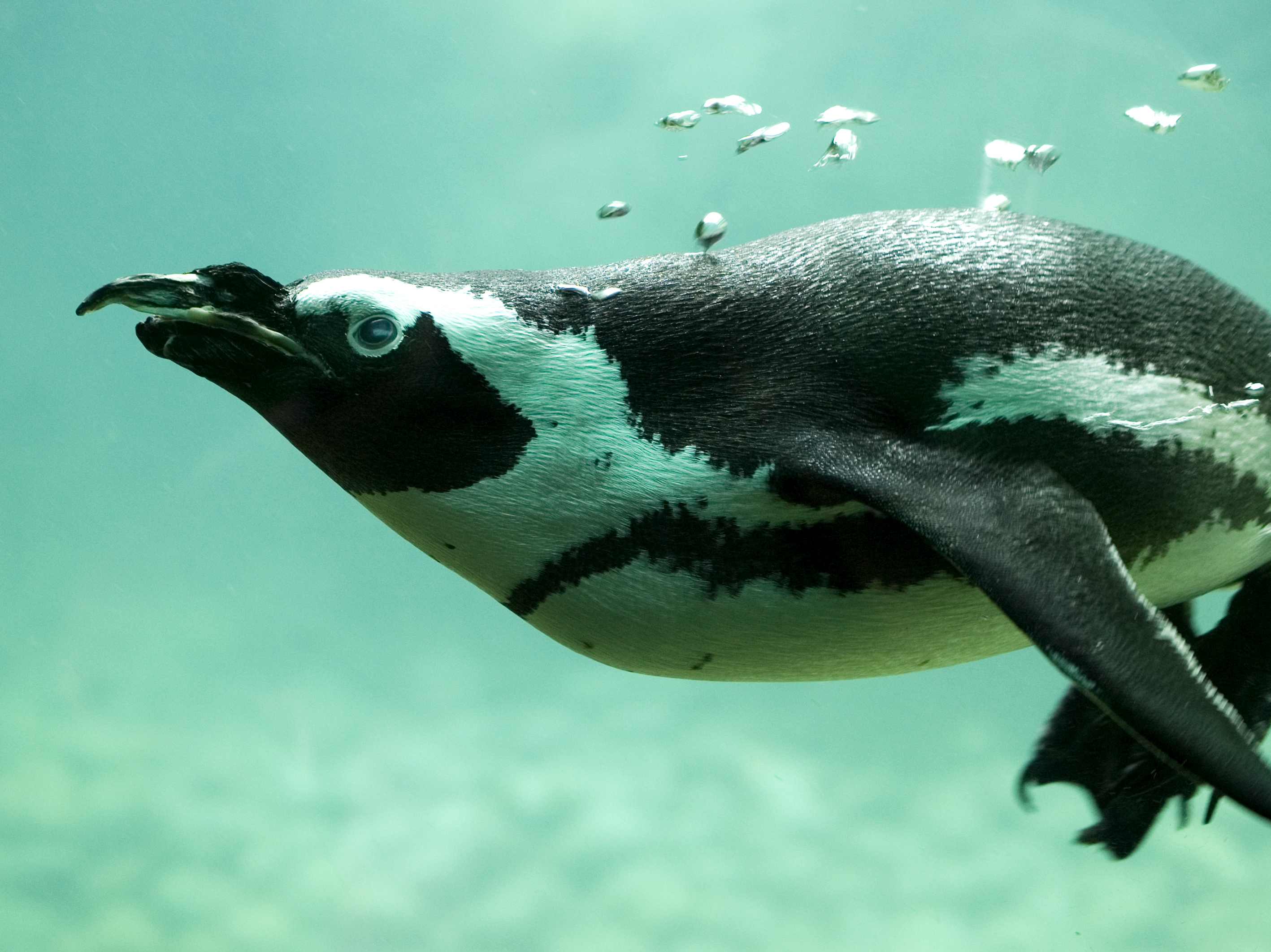 Baixar papel de parede para celular de Pinguim, Pássaro, Aves, Animais gratuito.