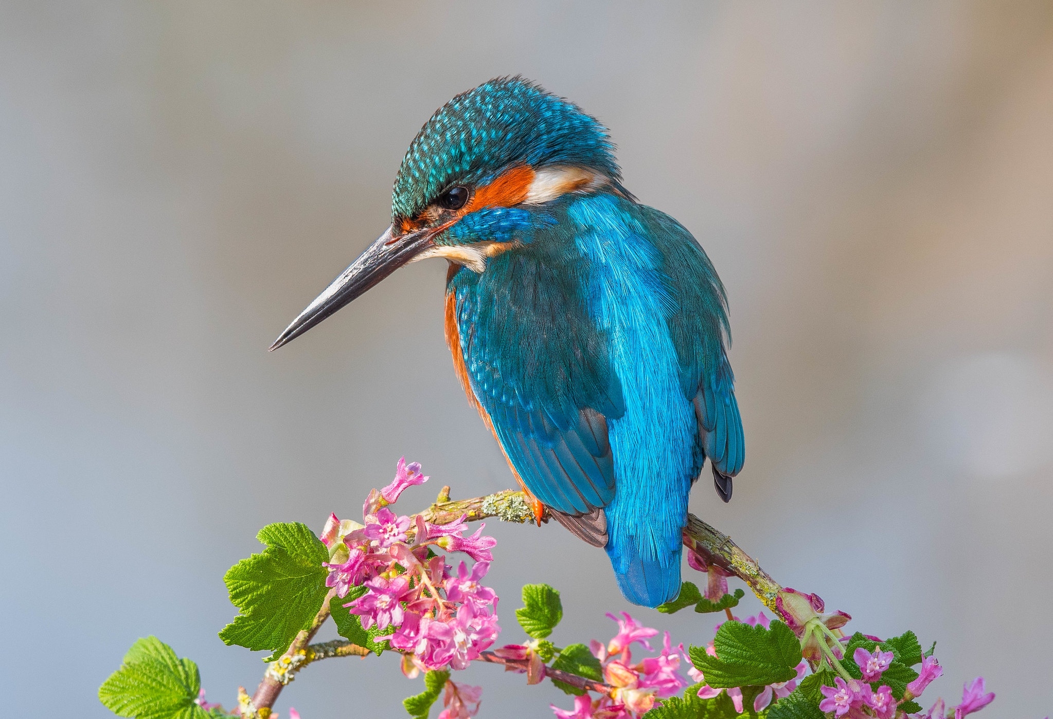 Free download wallpaper Birds, Flower, Bird, Branch, Animal, Kingfisher, Pink Flower on your PC desktop
