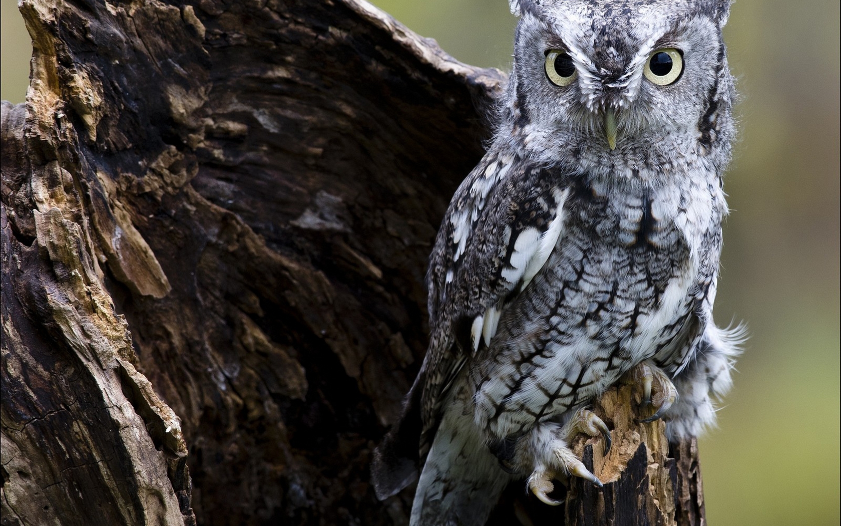 Baixar papel de parede para celular de Coruja, Aves, Animais gratuito.