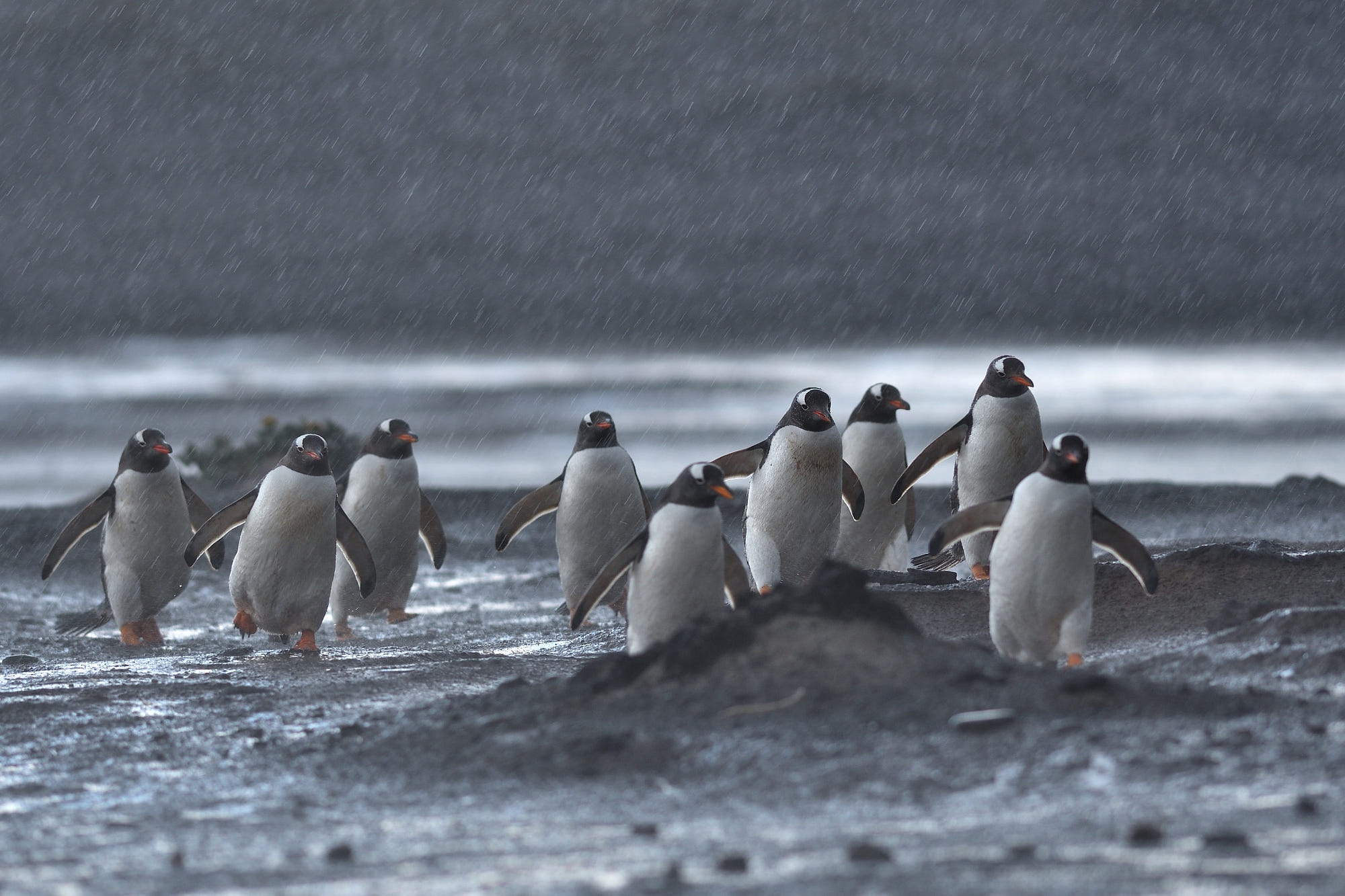 Handy-Wallpaper Tiere, Vögel, Pinguin kostenlos herunterladen.