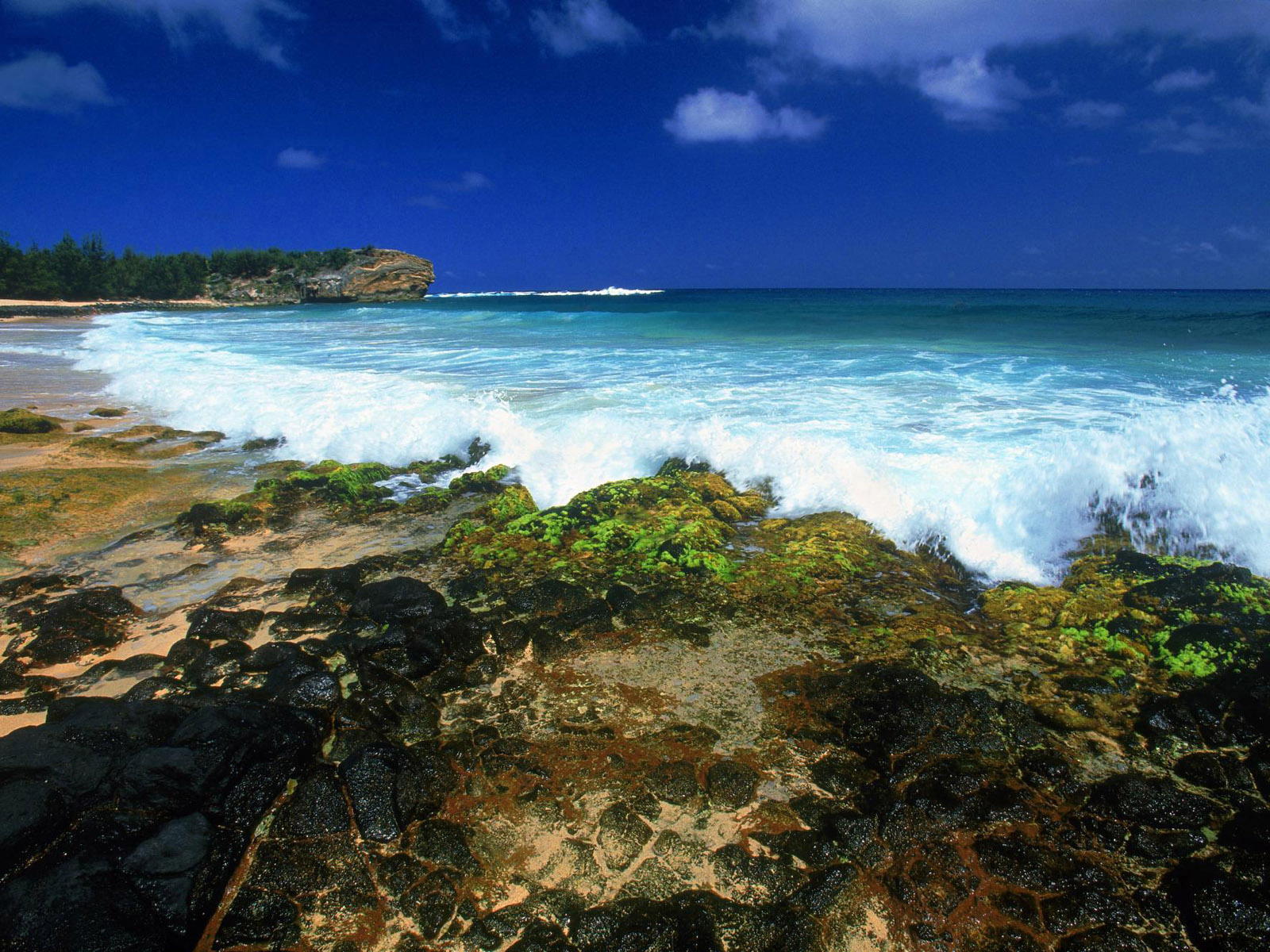 1076352 скачать картинку пляж, водоросли, земля/природа, океан - обои и заставки бесплатно