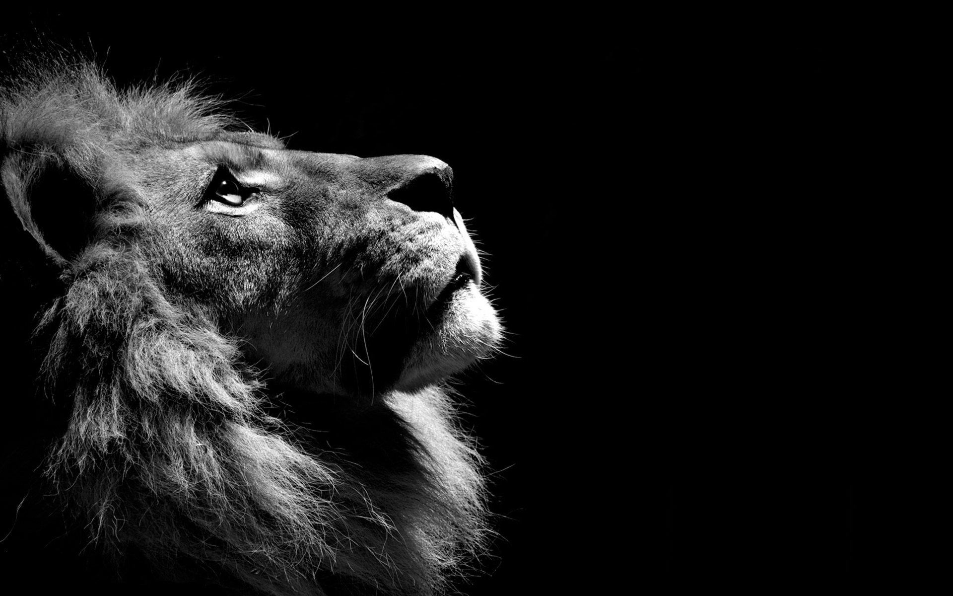 378788 descargar fondo de pantalla blanco y negro, león, animales, de cerca, perfil, gatos: protectores de pantalla e imágenes gratis