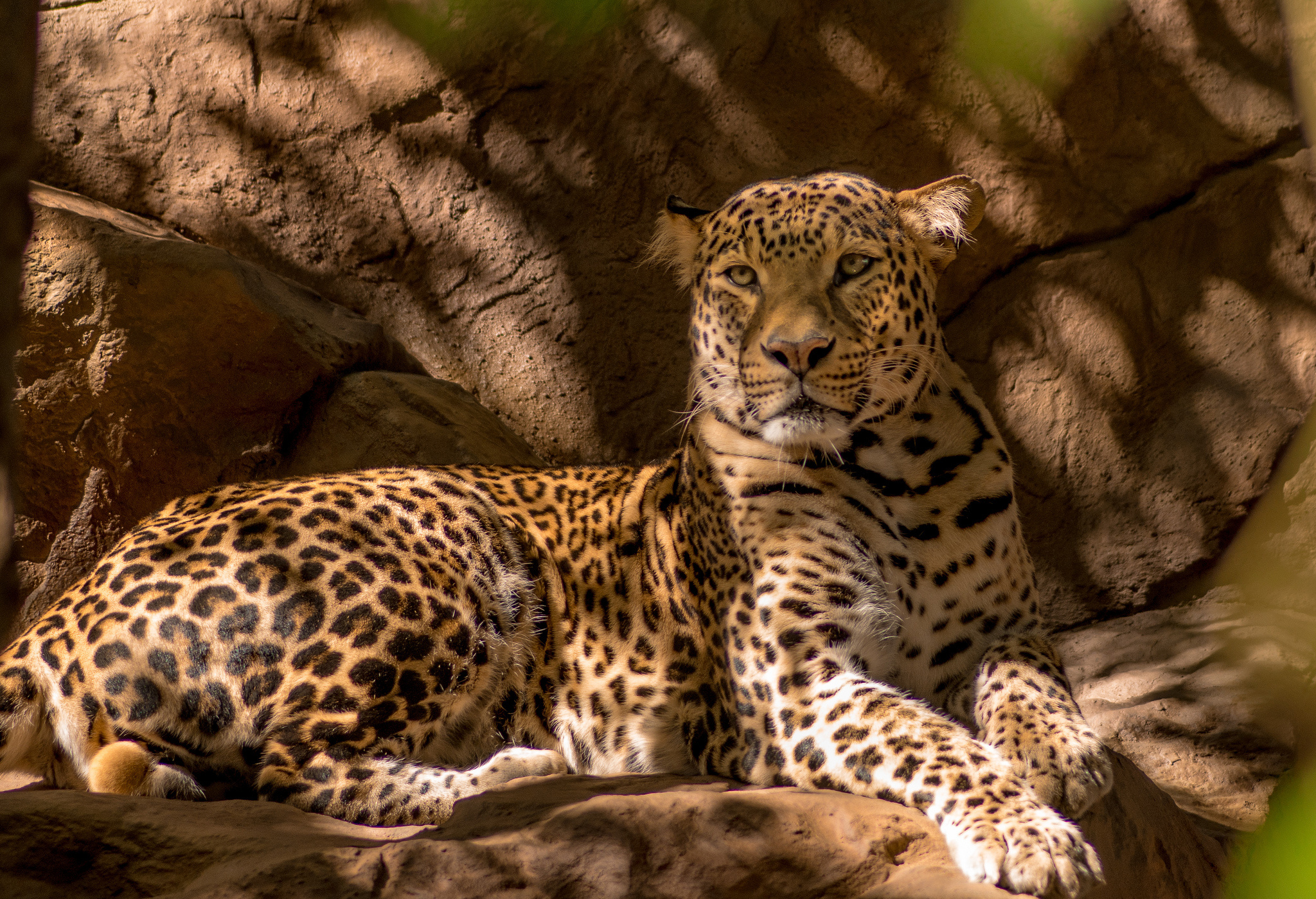 Handy-Wallpaper Tiere, Katzen, Leopard kostenlos herunterladen.