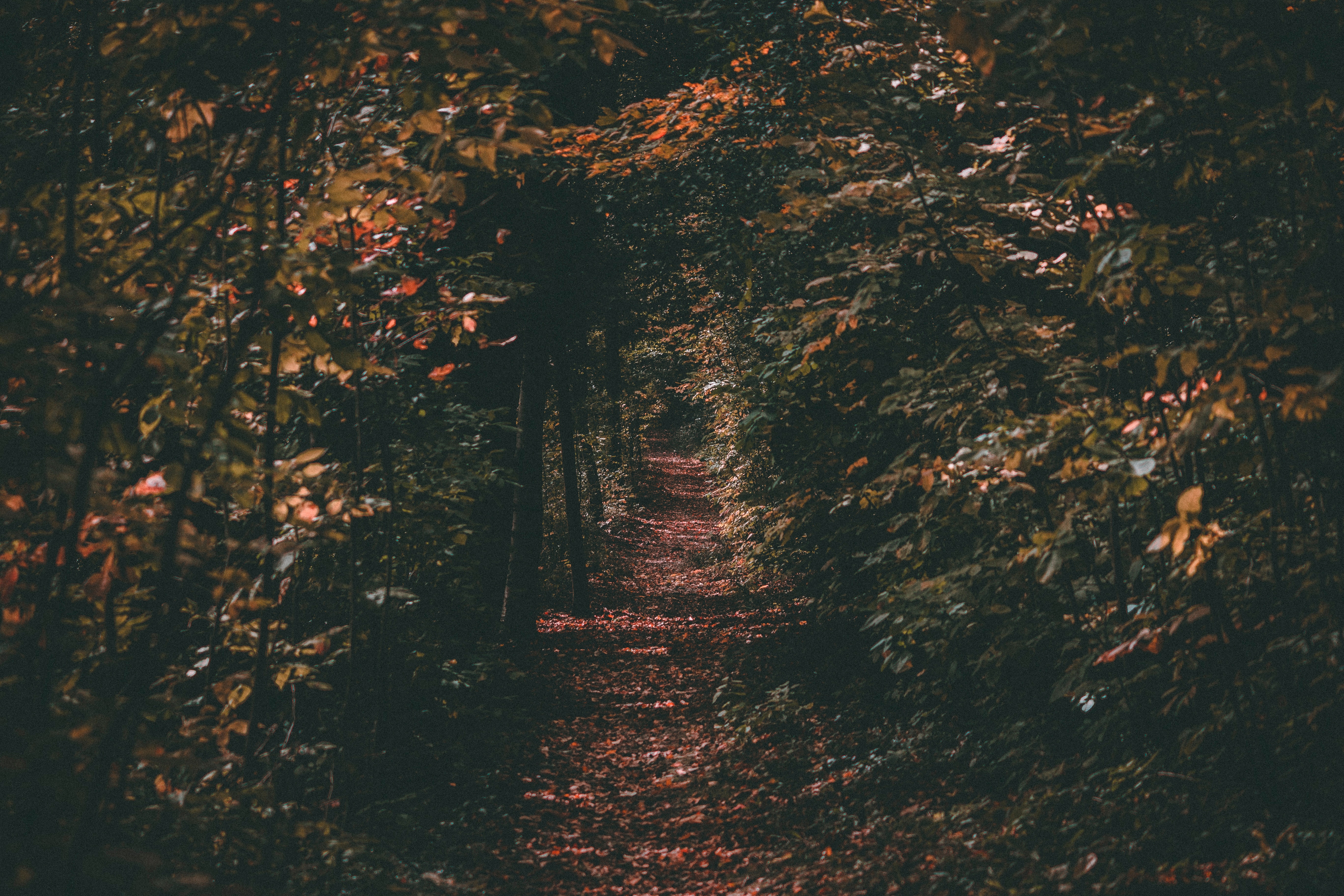 Download mobile wallpaper Autumn, Path, Trees, Foliage, Nature for free.