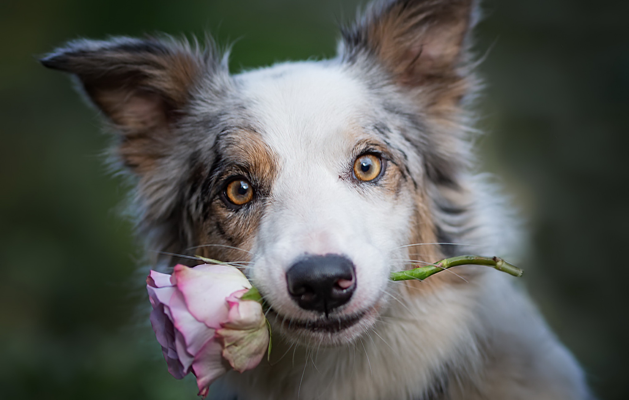 Download mobile wallpaper Dogs, Flower, Rose, Dog, Animal, Stare for free.