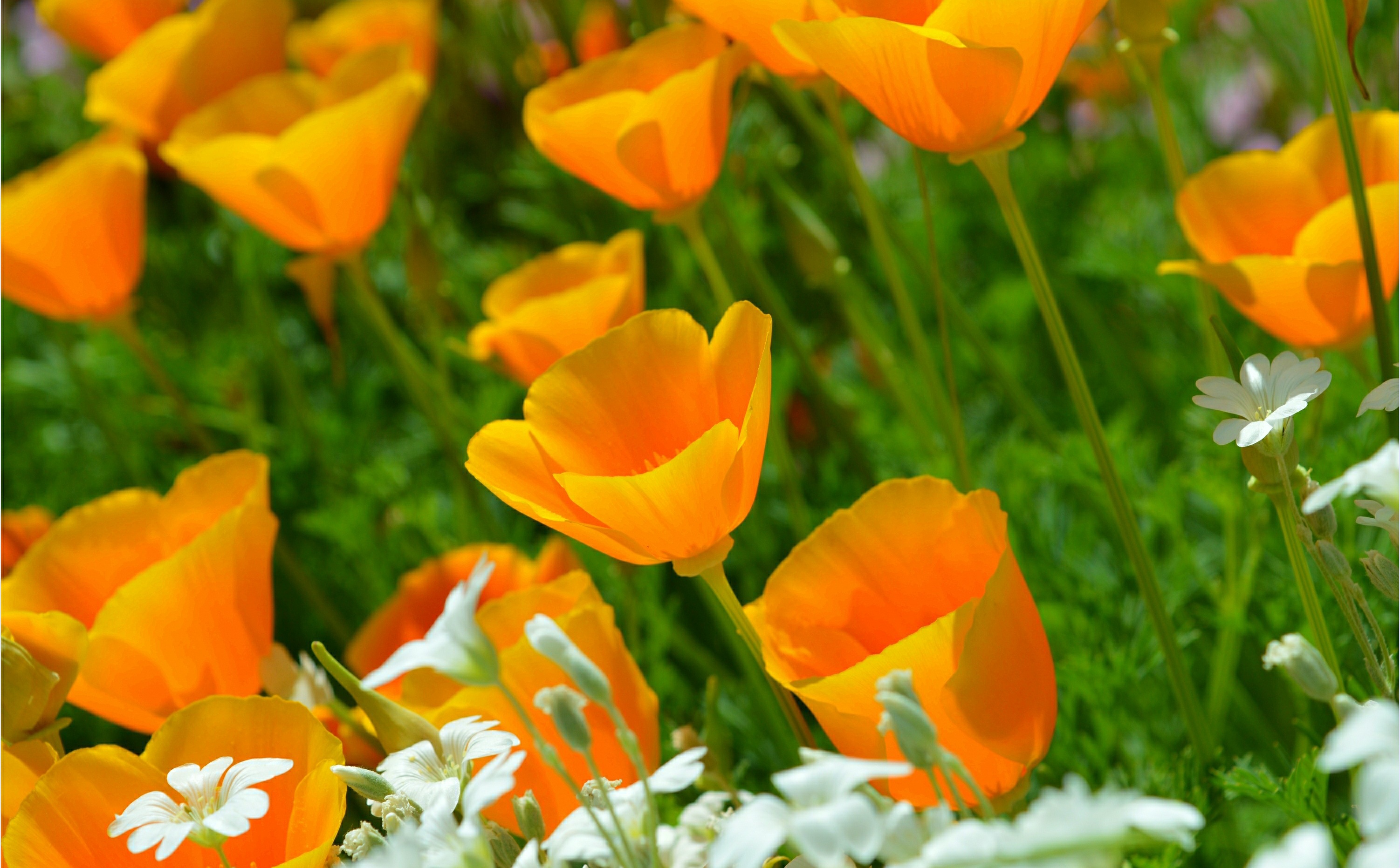 Download mobile wallpaper Nature, Flowers, Flower, Earth, Poppy, Orange Flower for free.