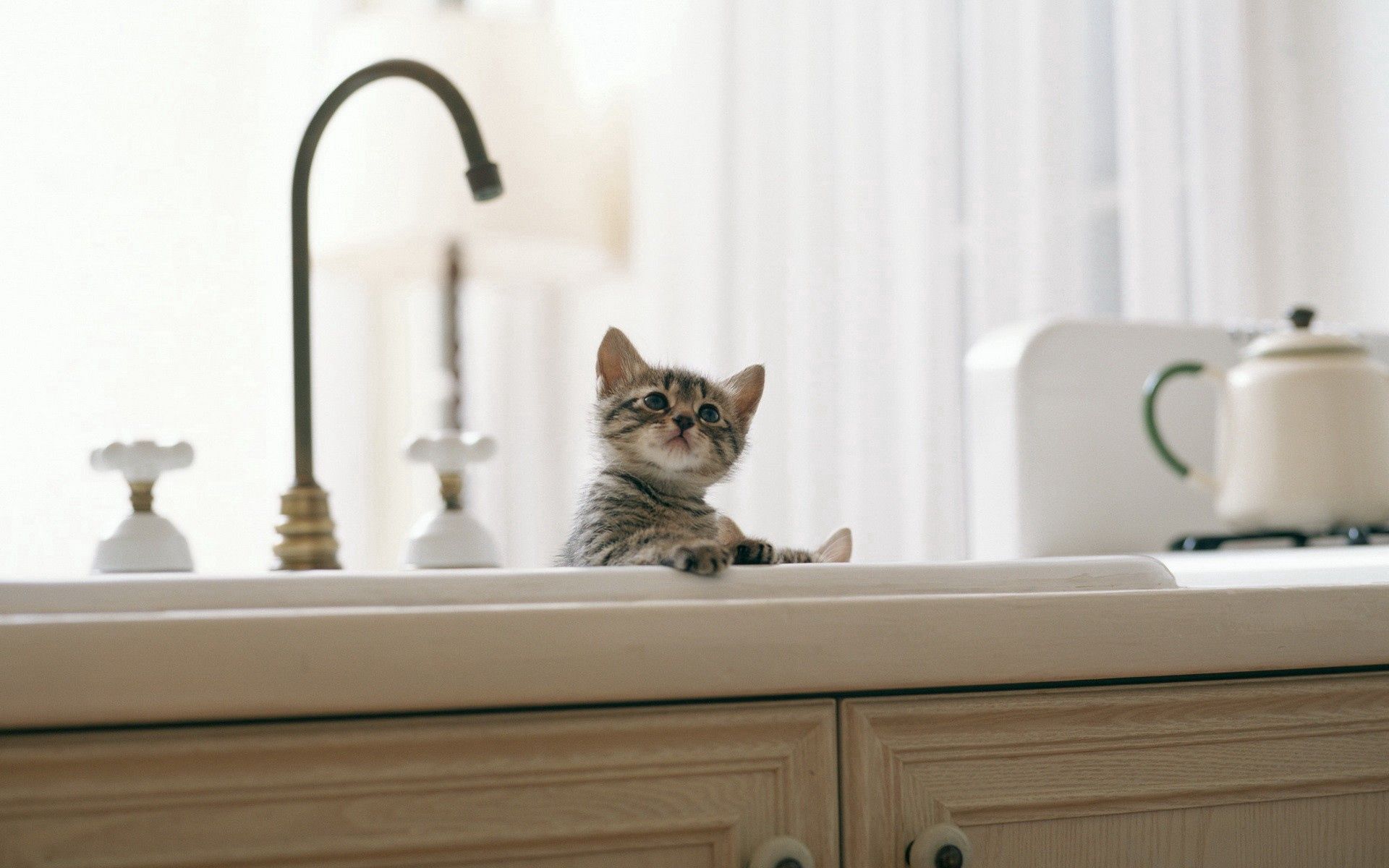 animals, kitty, kitten, kid, tot, kitchen, sink HD wallpaper