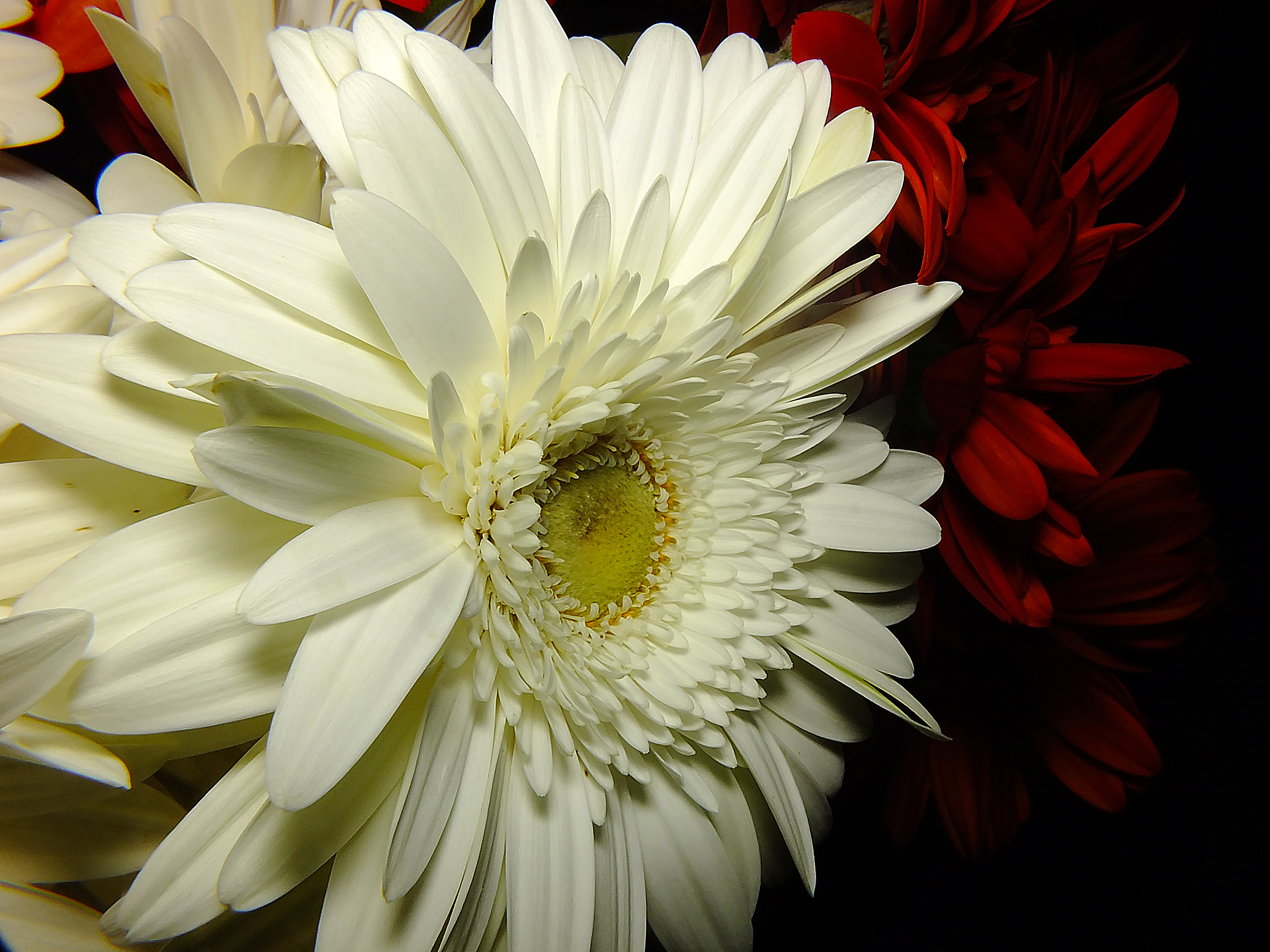 Download mobile wallpaper Flowers, Flower, Earth, Gerbera, White Flower, Red Flower for free.