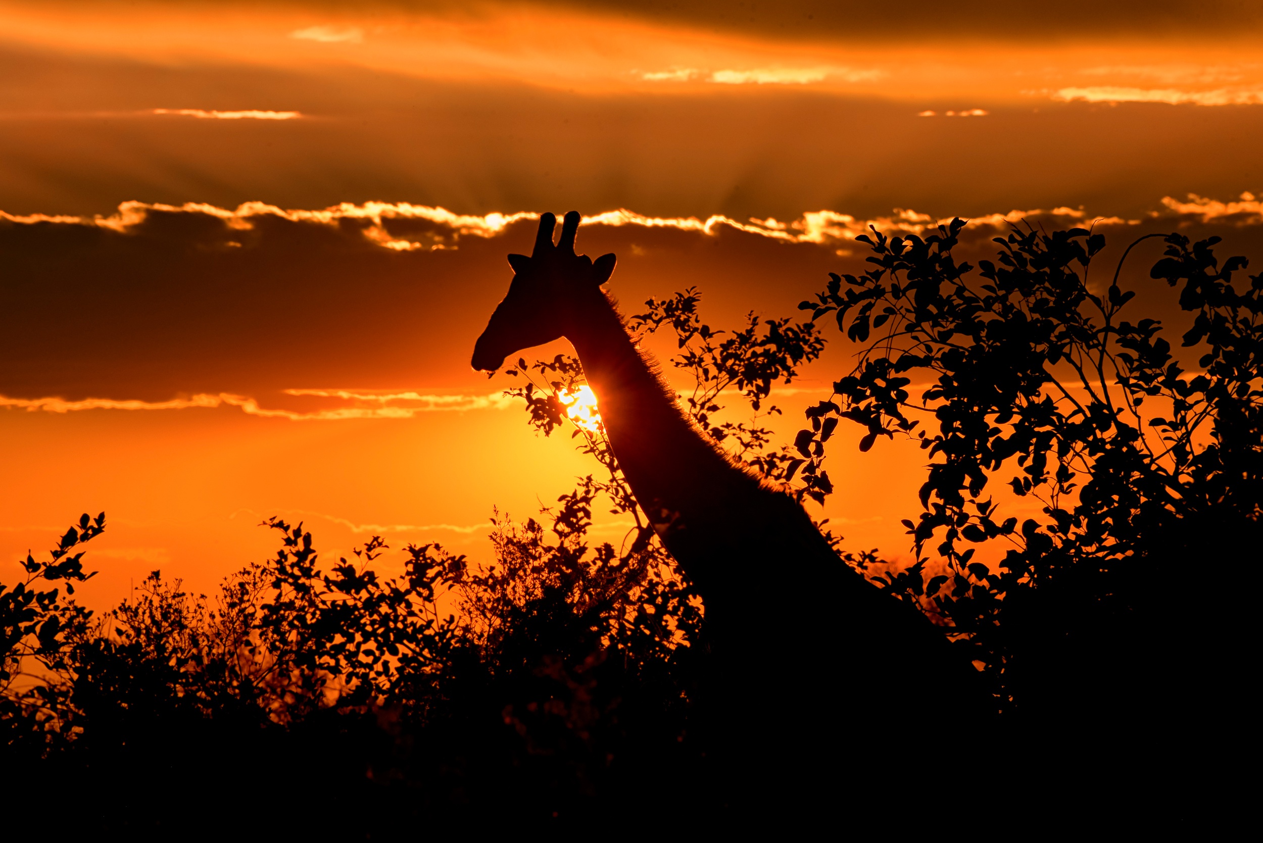 Download mobile wallpaper Silhouette, Animal, Giraffe for free.