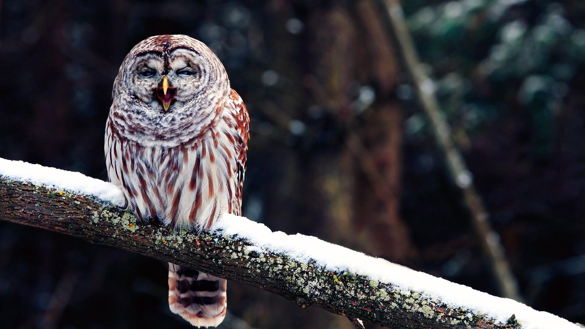 Download mobile wallpaper Owl, Bird, Animal for free.