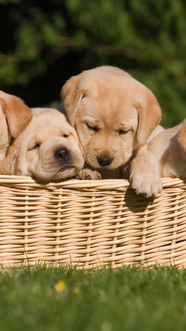 Handy-Wallpaper Tiere, Hunde, Welpen, Labrador Retriever kostenlos herunterladen.
