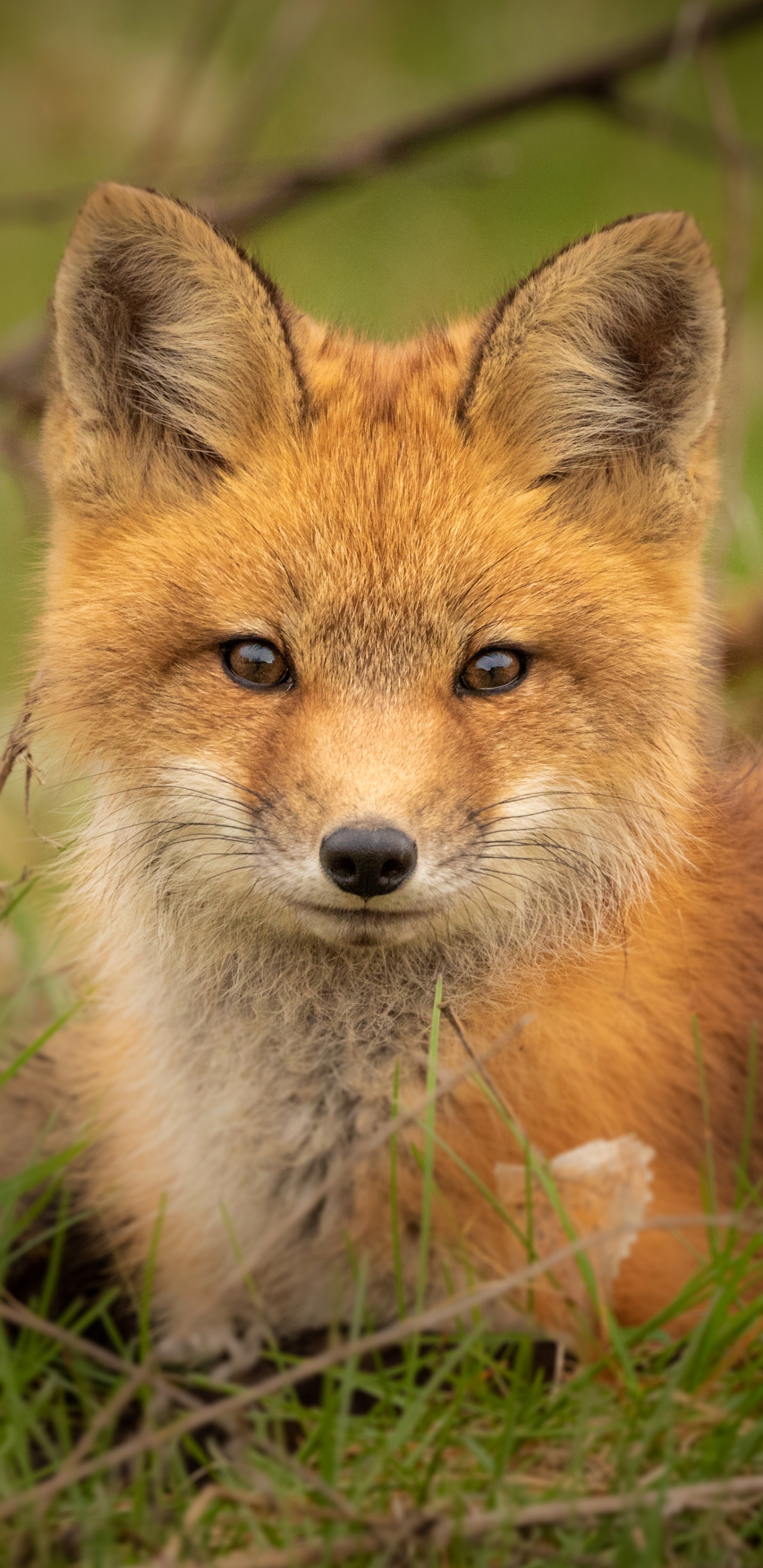 Handy-Wallpaper Tiere, Fuchs, Starren kostenlos herunterladen.