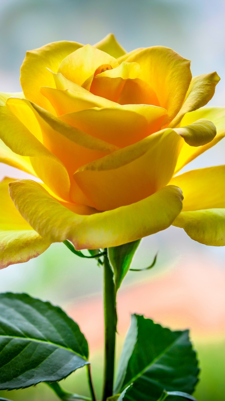Download mobile wallpaper Nature, Flowers, Flower, Rose, Earth, Yellow Flower for free.