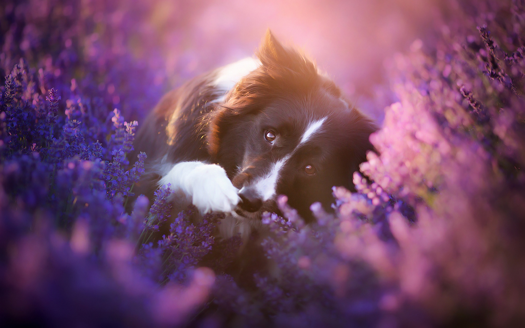 Download mobile wallpaper Dogs, Flower, Dog, Animal, Lavender, Border Collie for free.
