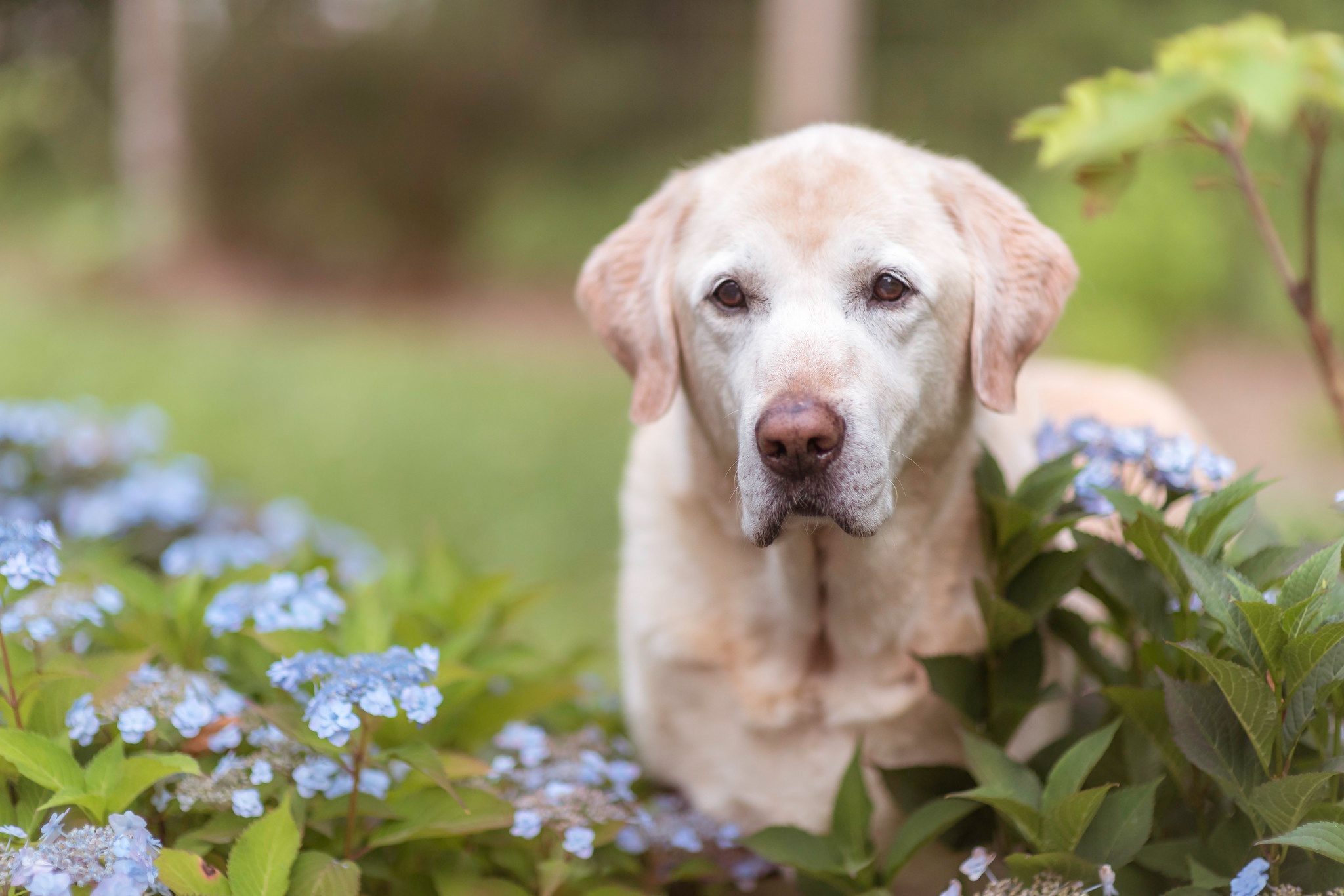 Handy-Wallpaper Tiere, Hunde, Blume, Hund, Labrador Retriever, Hortensien kostenlos herunterladen.