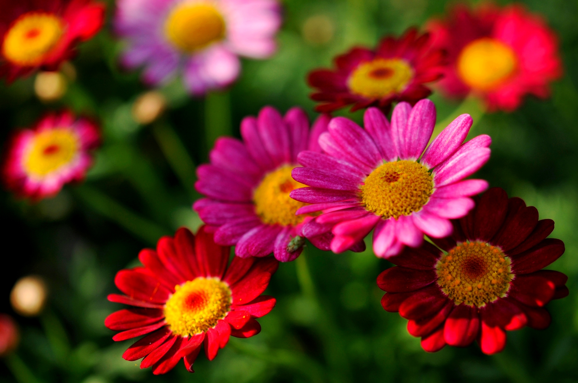 Free download wallpaper Flowers, Flower, Earth, Gerbera, Daisy, Red Flower, Pink Flower on your PC desktop