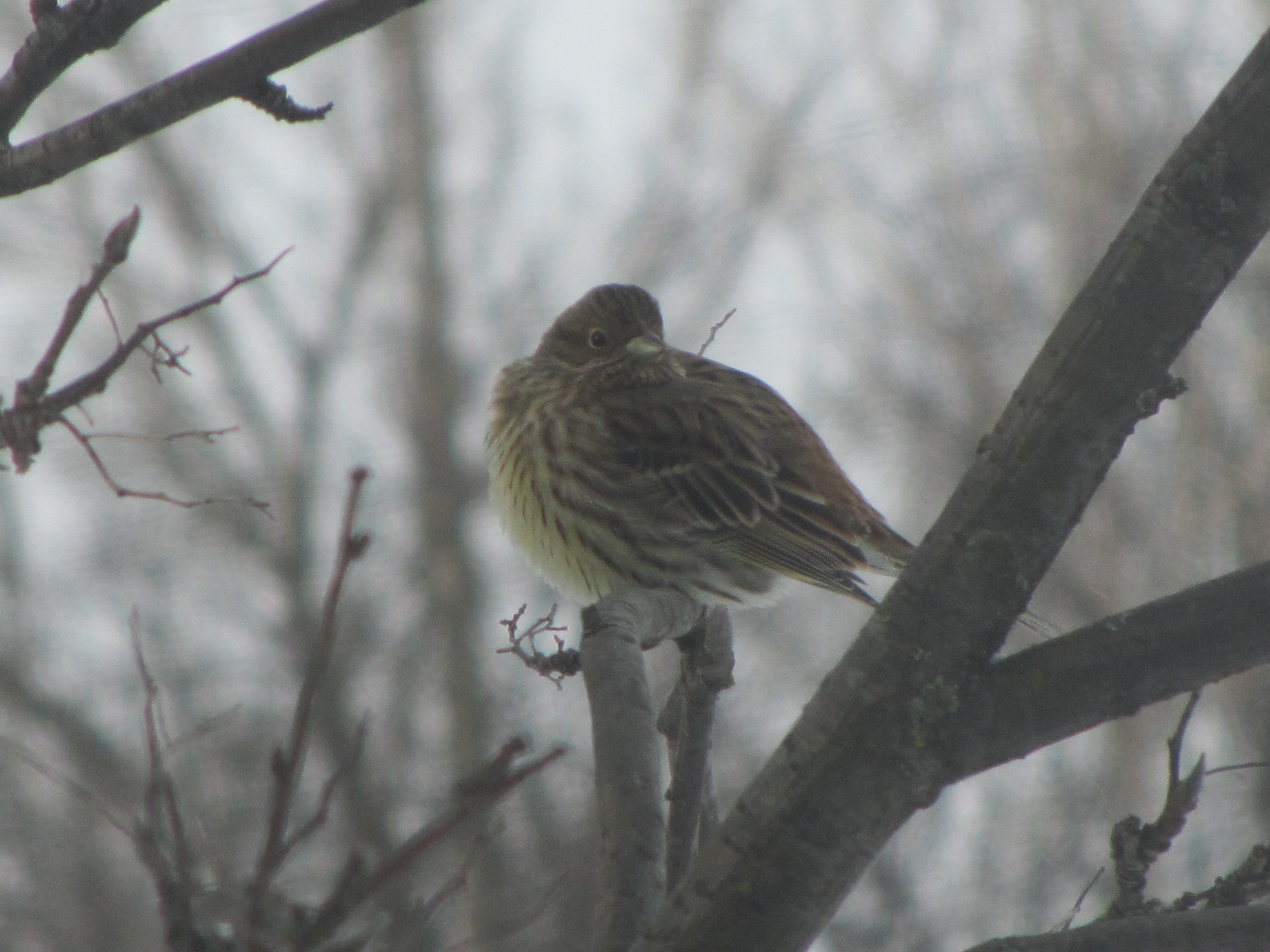 Laden Sie das Tiere, Vogel-Bild kostenlos auf Ihren PC-Desktop herunter