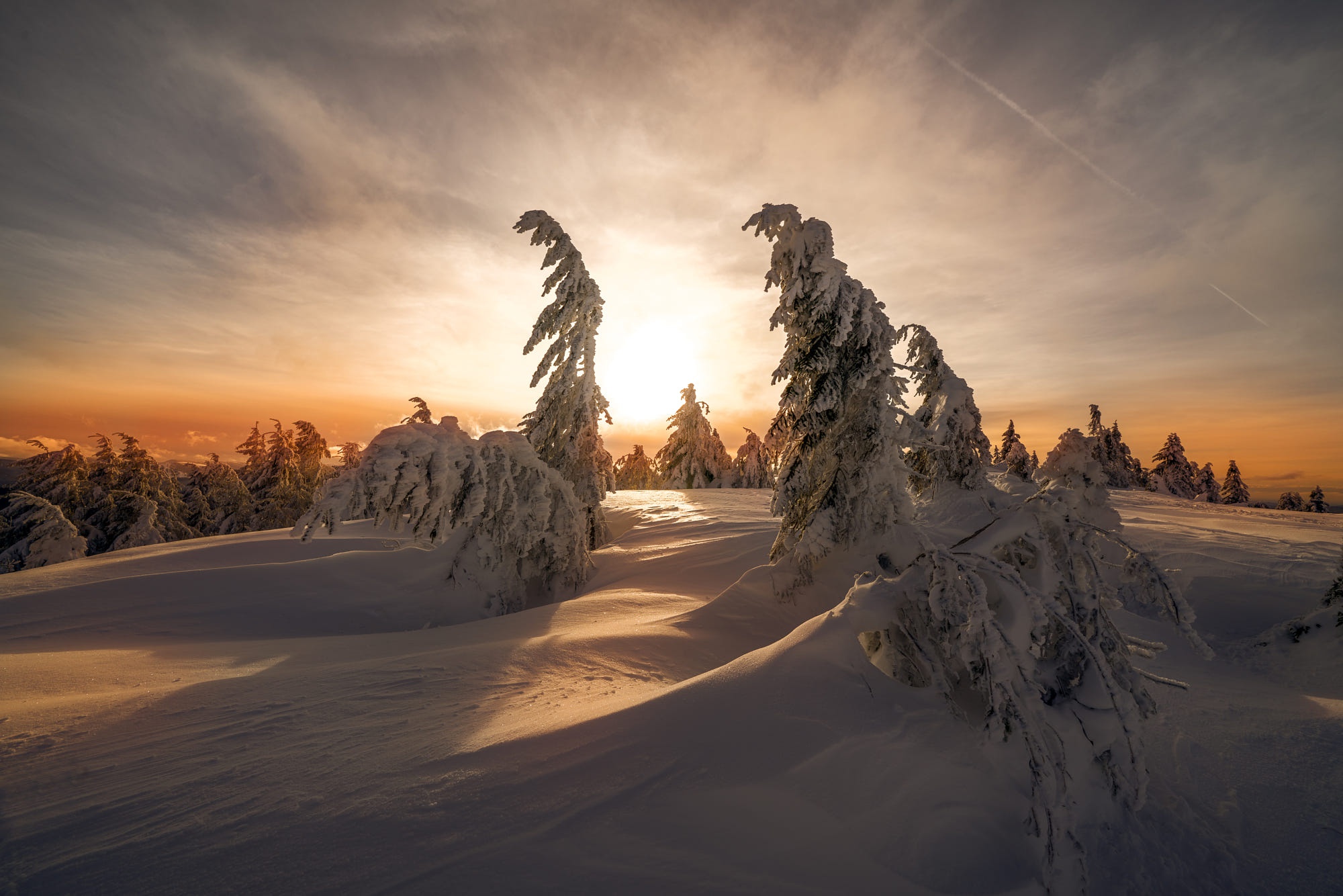 Скачать обои бесплатно Зима, Природа, Закат, Снег, Ель, Земля/природа картинка на рабочий стол ПК