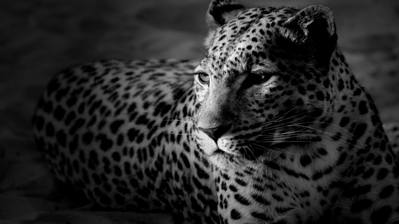 animals, leopards, gray cell phone wallpapers