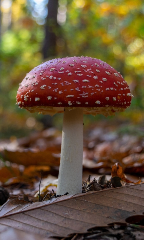 Téléchargez des papiers peints mobile Fermer, Champignon, La Nature, Terre/nature gratuitement.