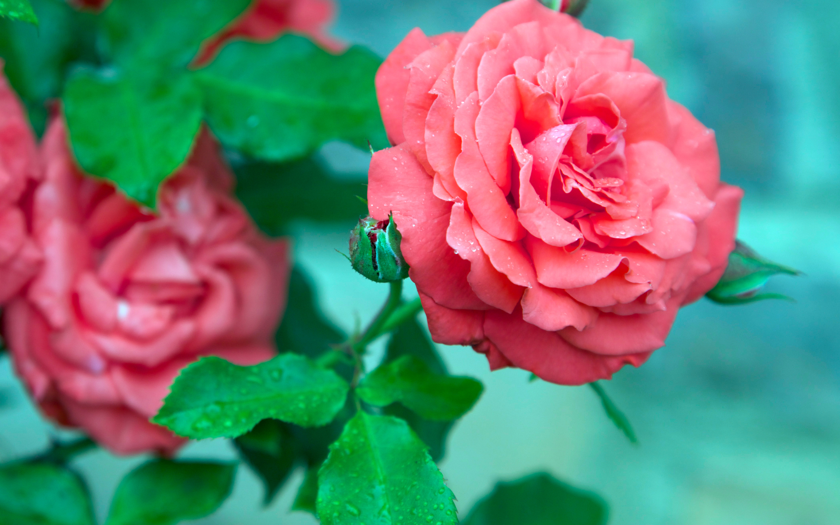 Free download wallpaper Flowers, Rose, Earth on your PC desktop