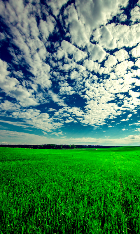 Download mobile wallpaper Landscape, Grass, Sky, Earth, Field, Cloud for free.