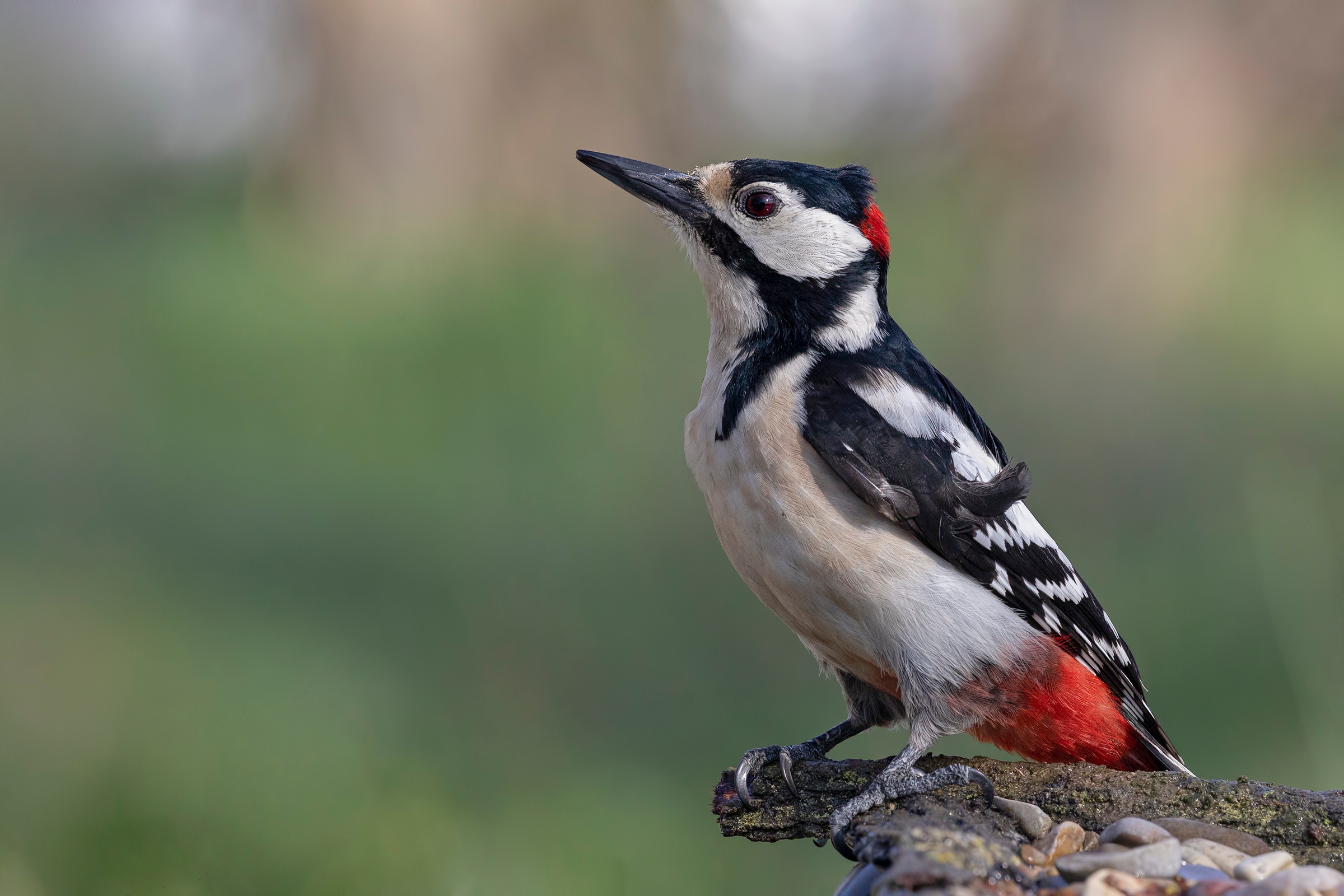 Download mobile wallpaper Birds, Bird, Animal, Woodpecker for free.