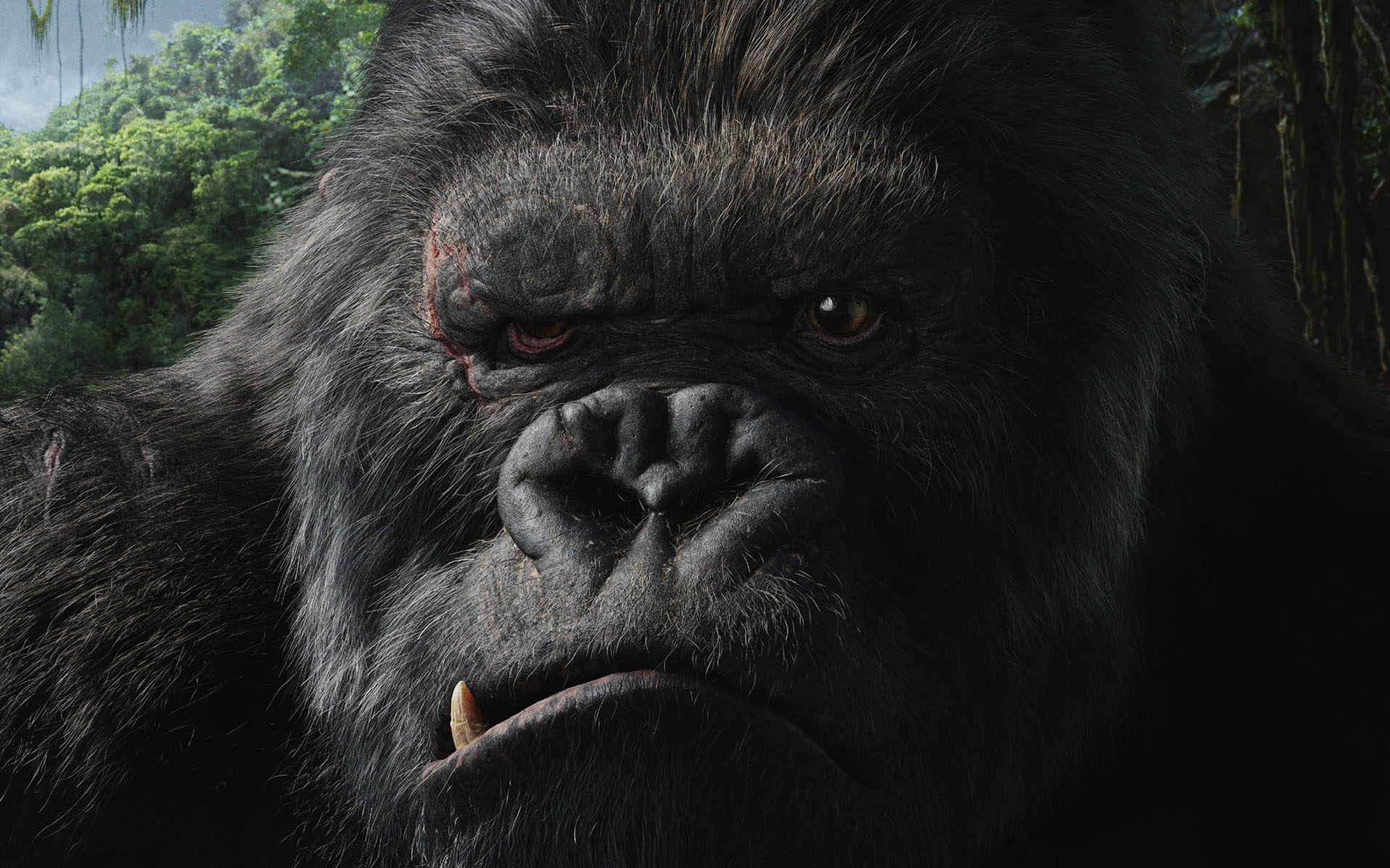 228385 Hintergrundbild herunterladen filme, könig kong (2005), gesicht, gorilla, könig kong - Bildschirmschoner und Bilder kostenlos