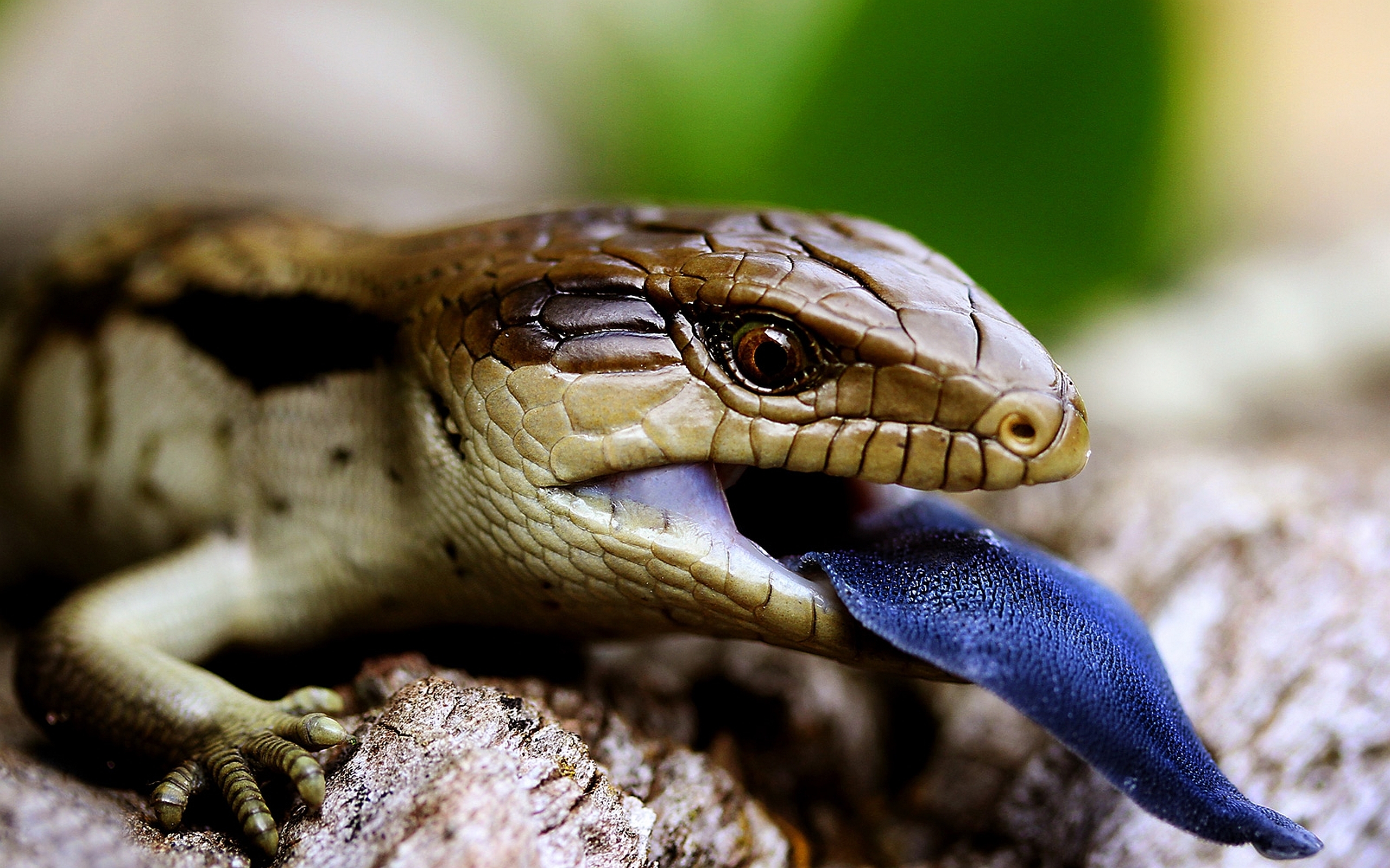 animal, blue tongue skink, blue tongued skink, lizard