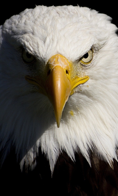 Handy-Wallpaper Tiere, Vögel, Weißkopfseeadler kostenlos herunterladen.