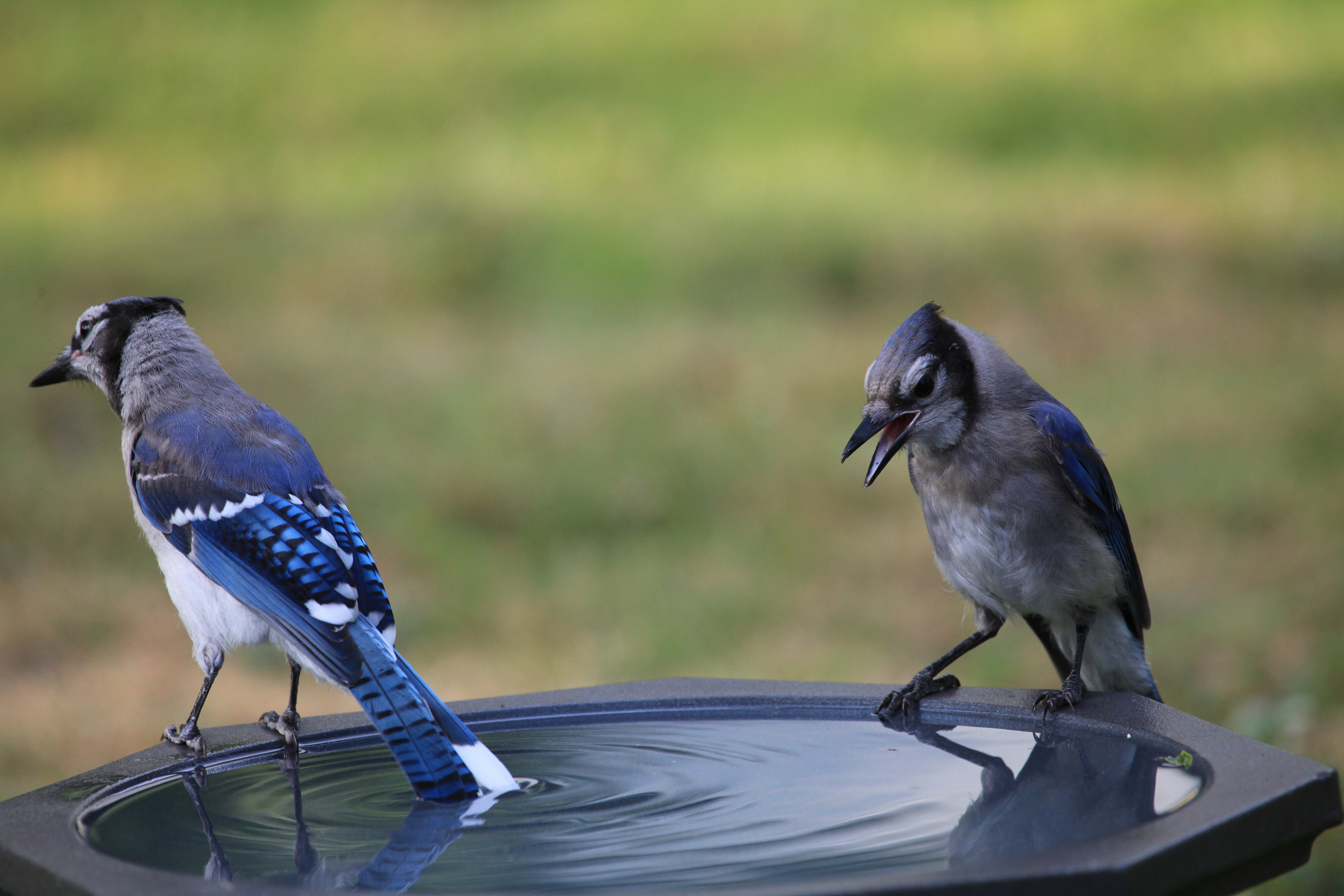 Download mobile wallpaper Birds, Animal, Blue Jay for free.