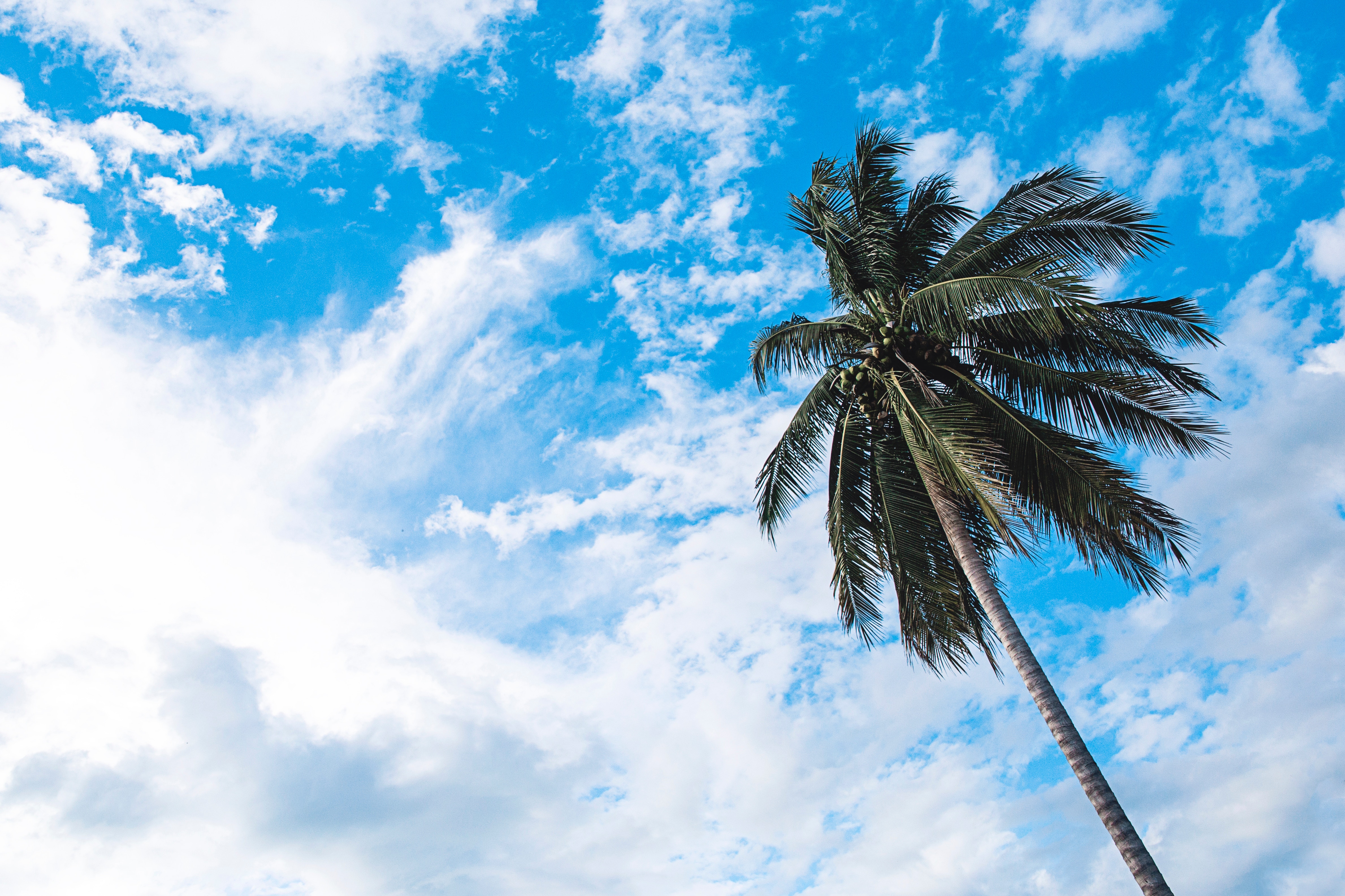 Free download wallpaper Sky, Clouds, Palm, Branches, Bottom View, Trunk, Nature, Tropics on your PC desktop