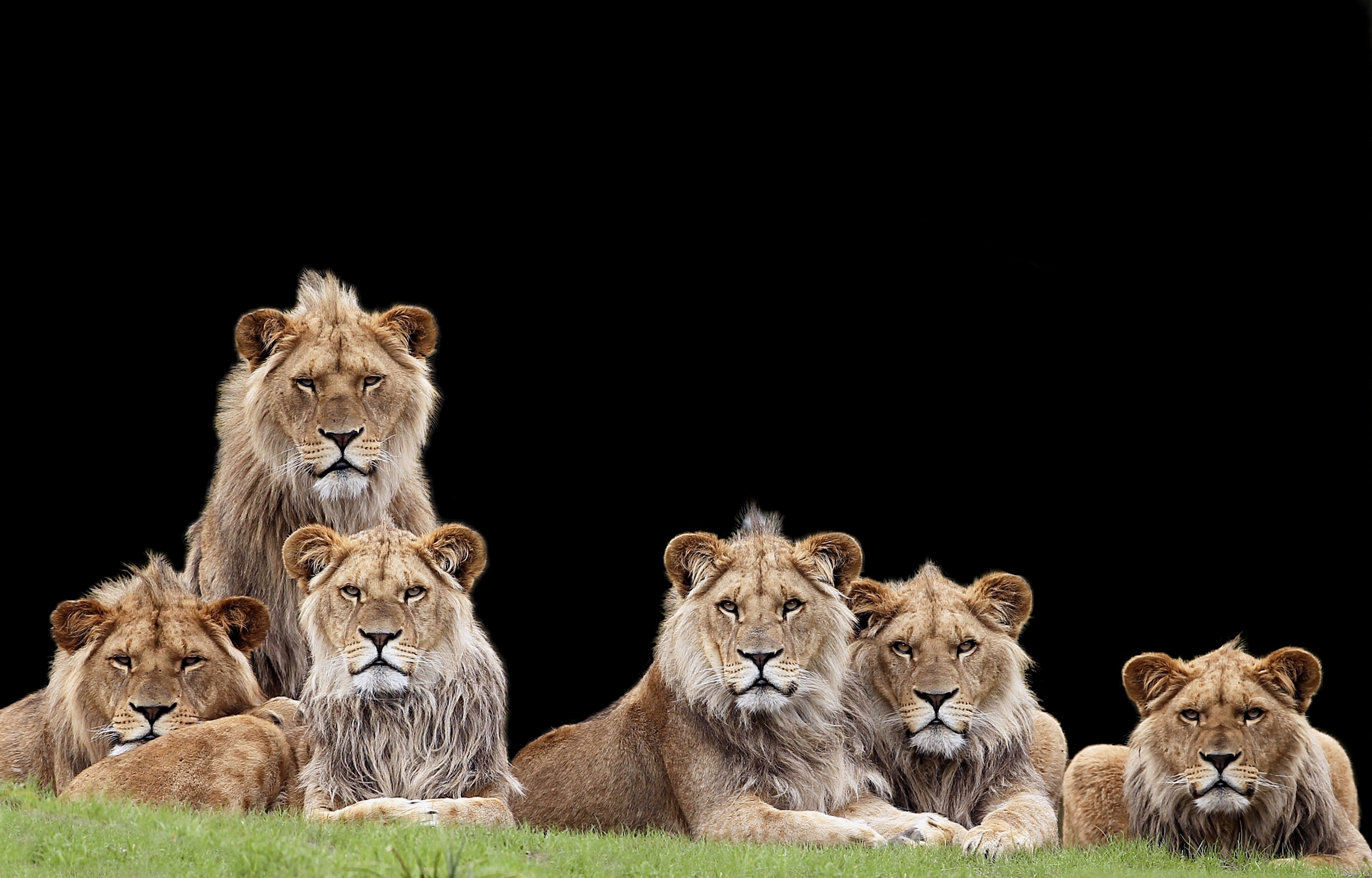 Download mobile wallpaper Cats, Lion, Animal, Stare for free.