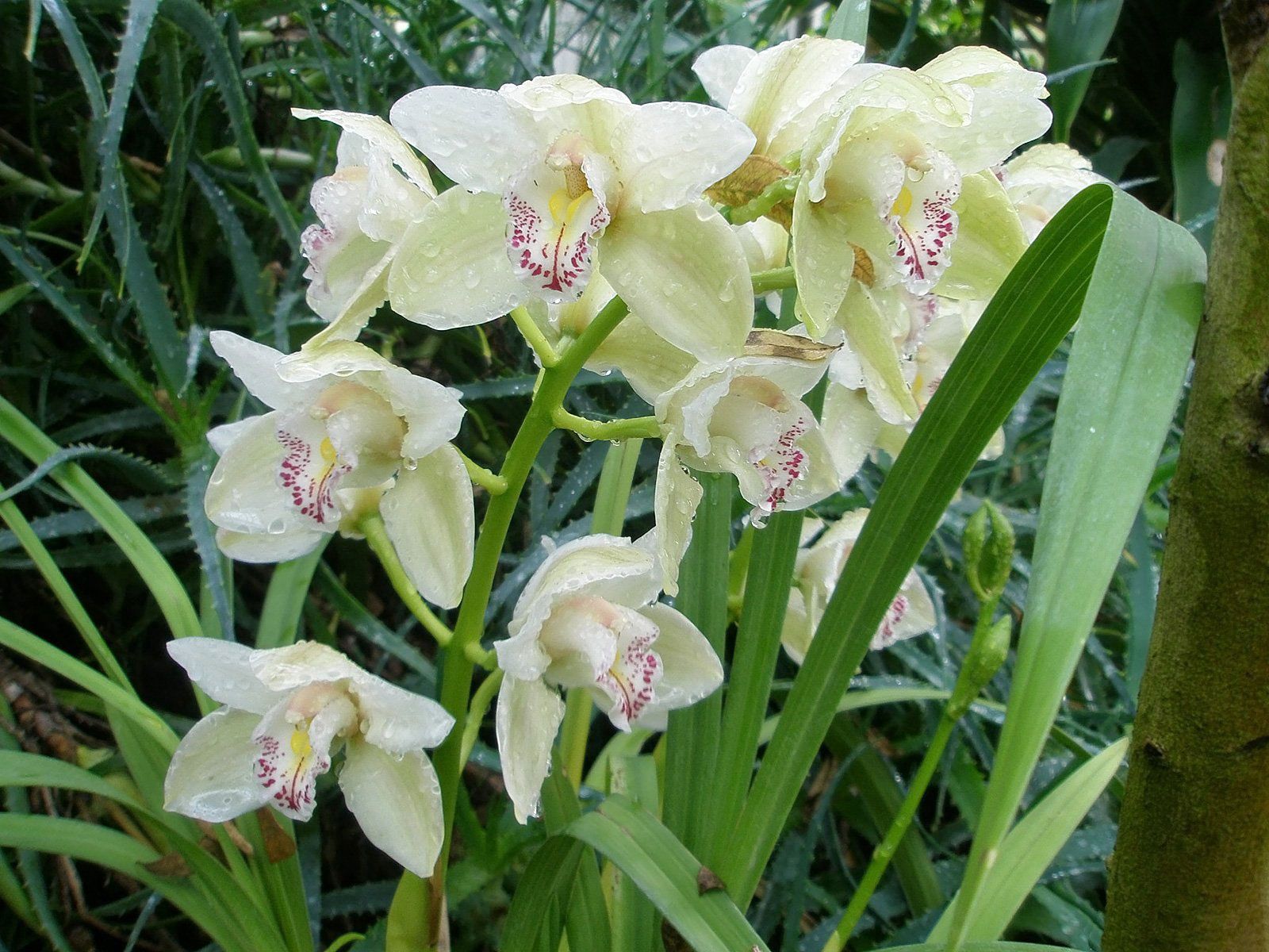 122867 скачать обои орхидеи, свежесть, цветы, капли, зелень - заставки и картинки бесплатно