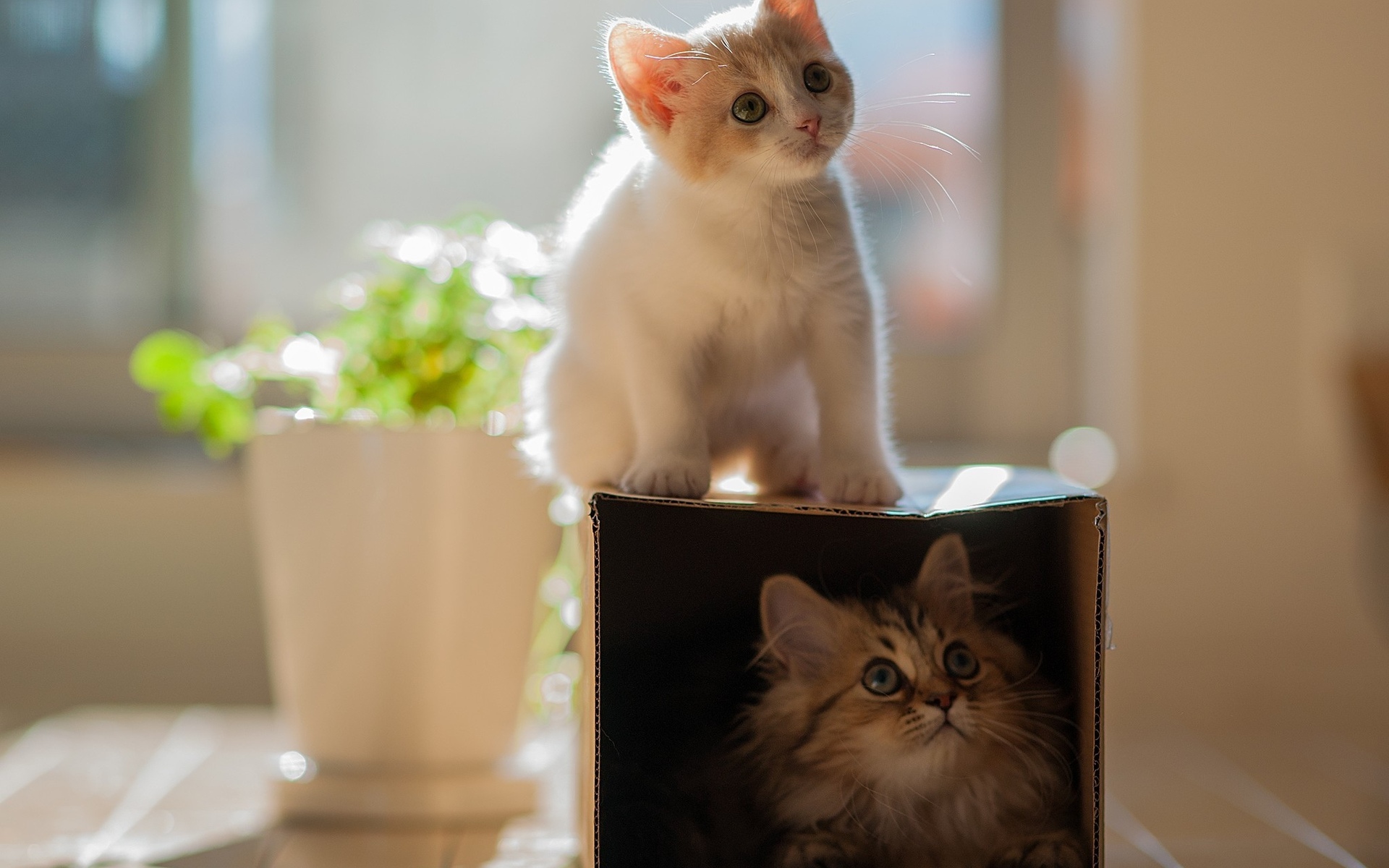 Téléchargez des papiers peints mobile Animaux, Chat gratuitement.