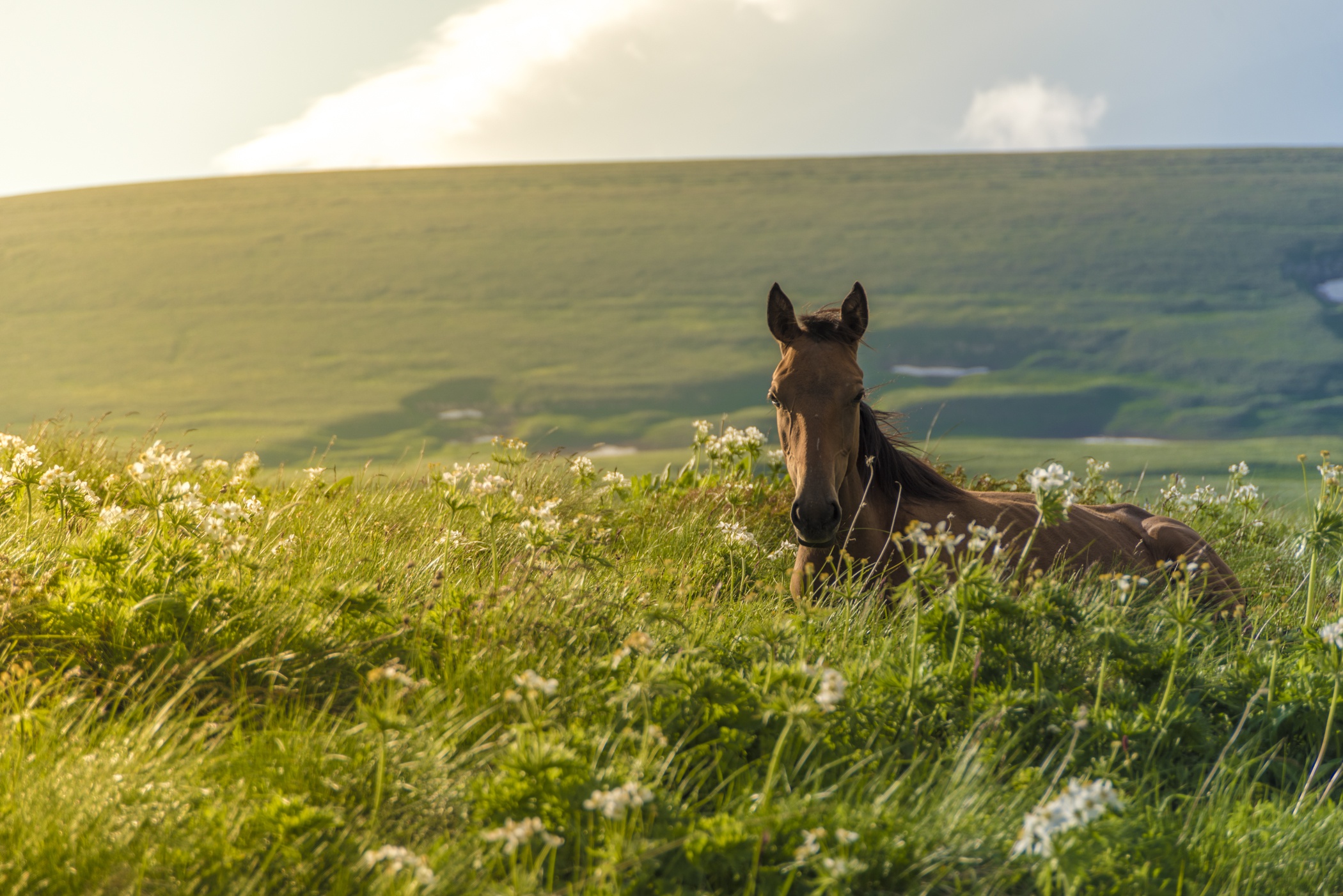 Descarga gratis la imagen Animales, Caballo en el escritorio de tu PC